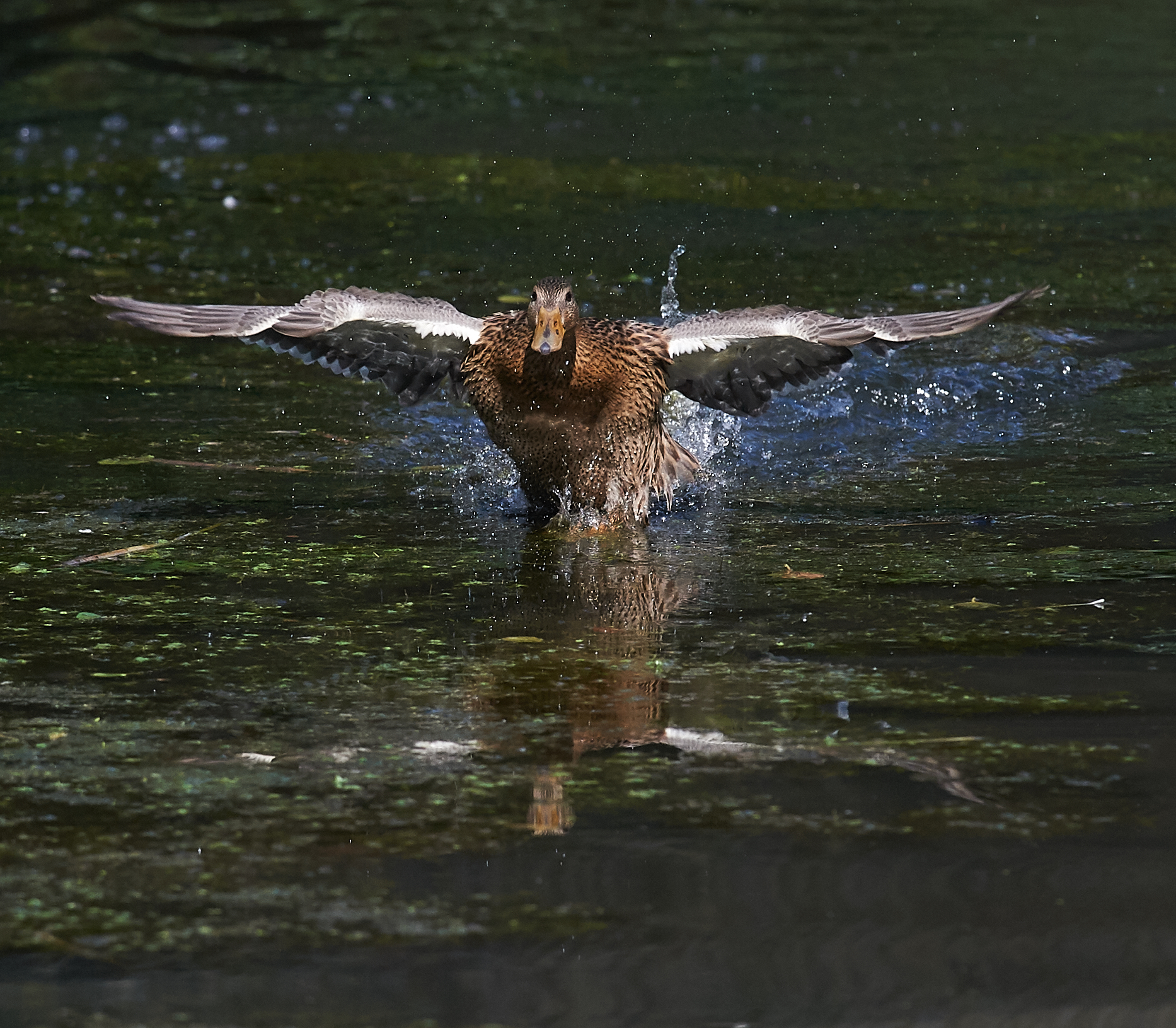 Wild Duck "Did somebody say bread?"