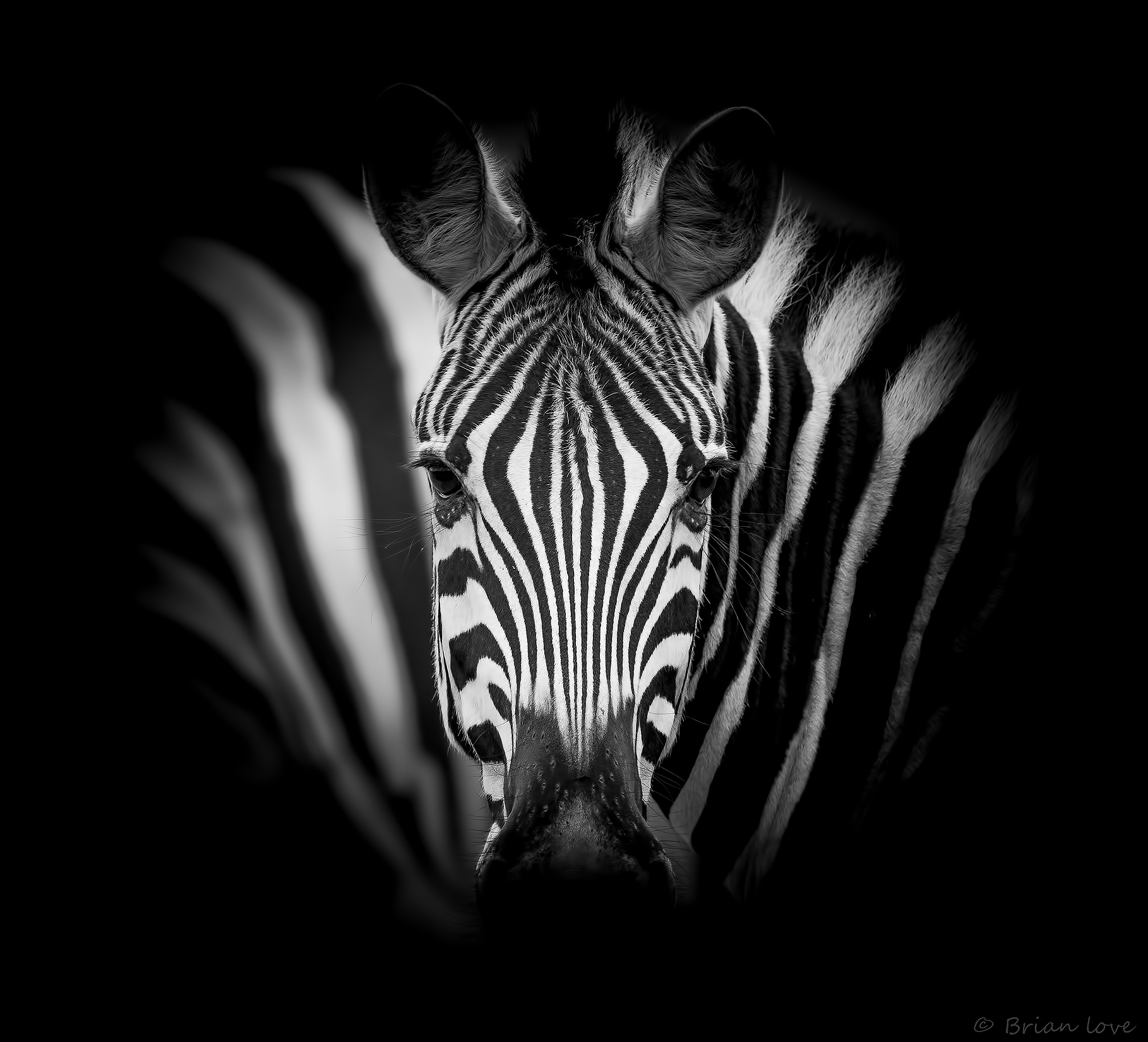 Symmetry in Black and White