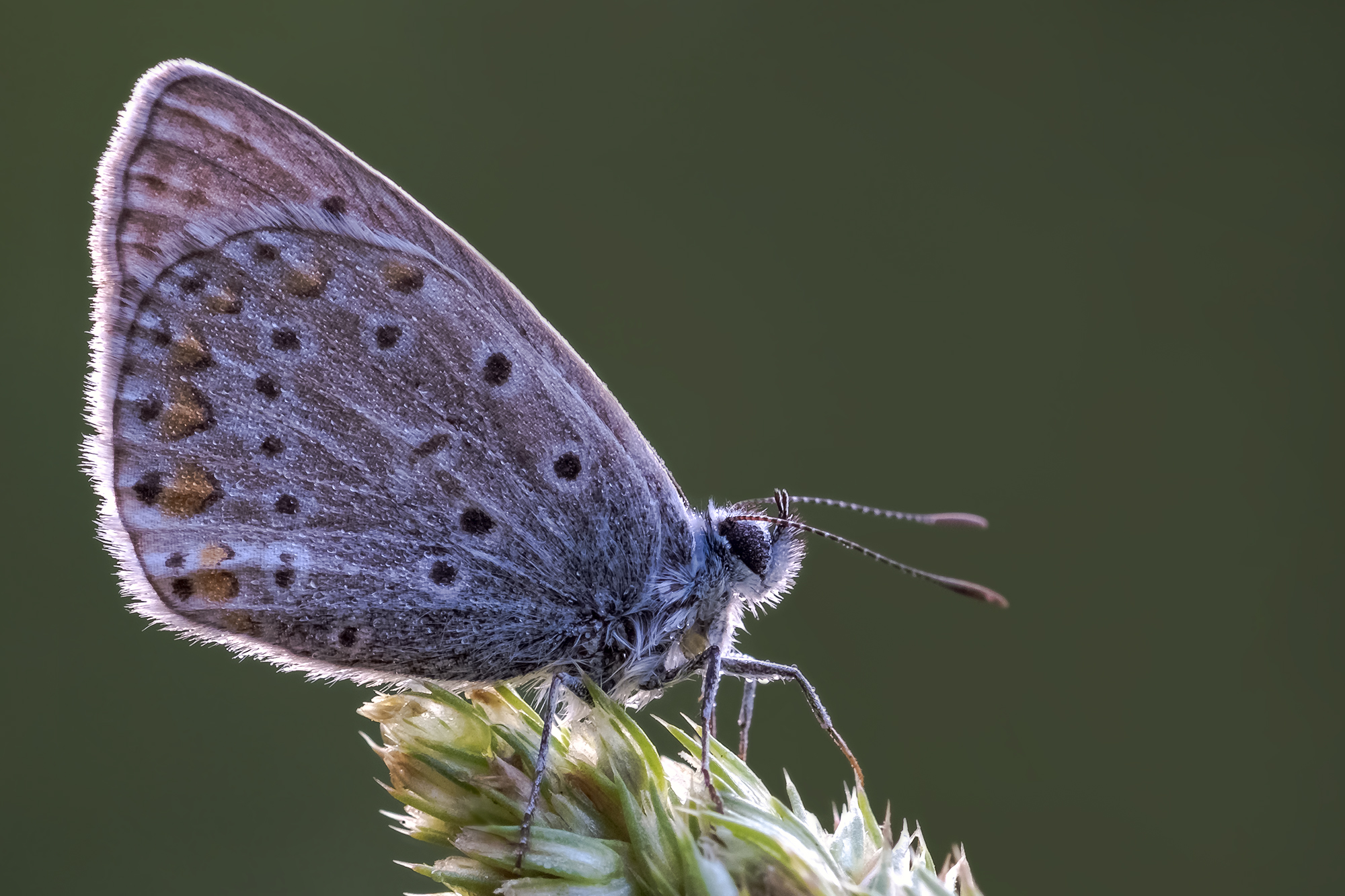 Polyommatus icarus