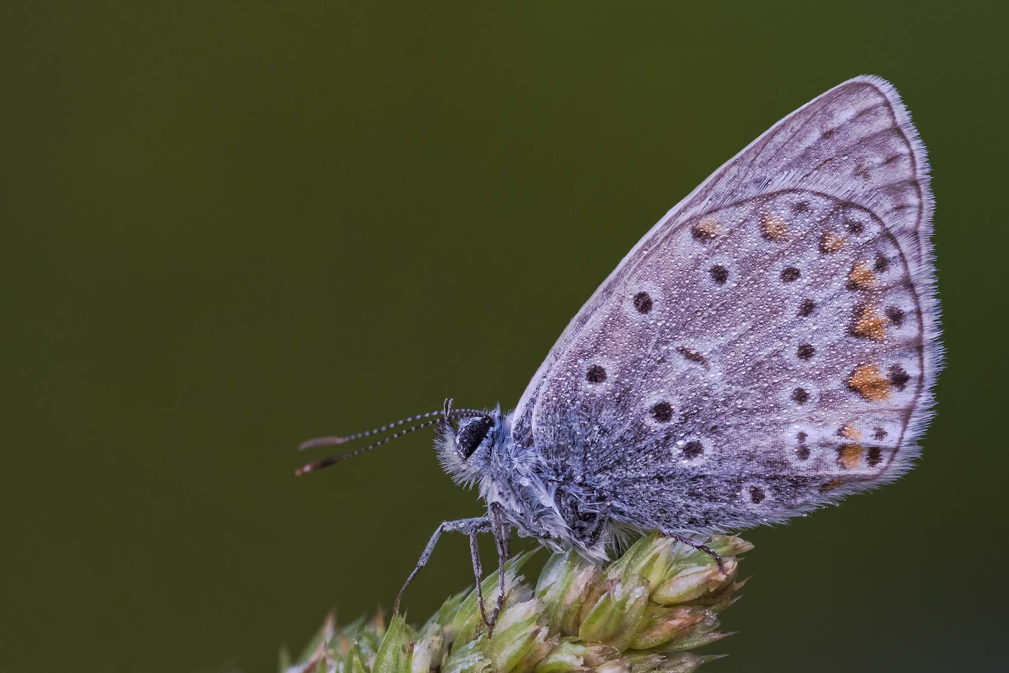 Polyommatus icarus