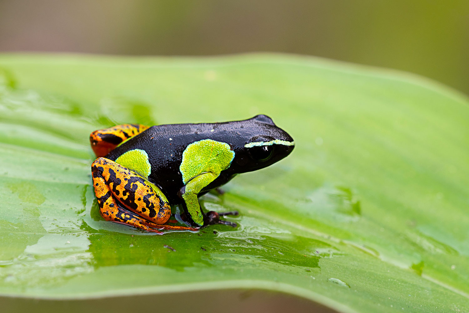 Mantella Baroni
