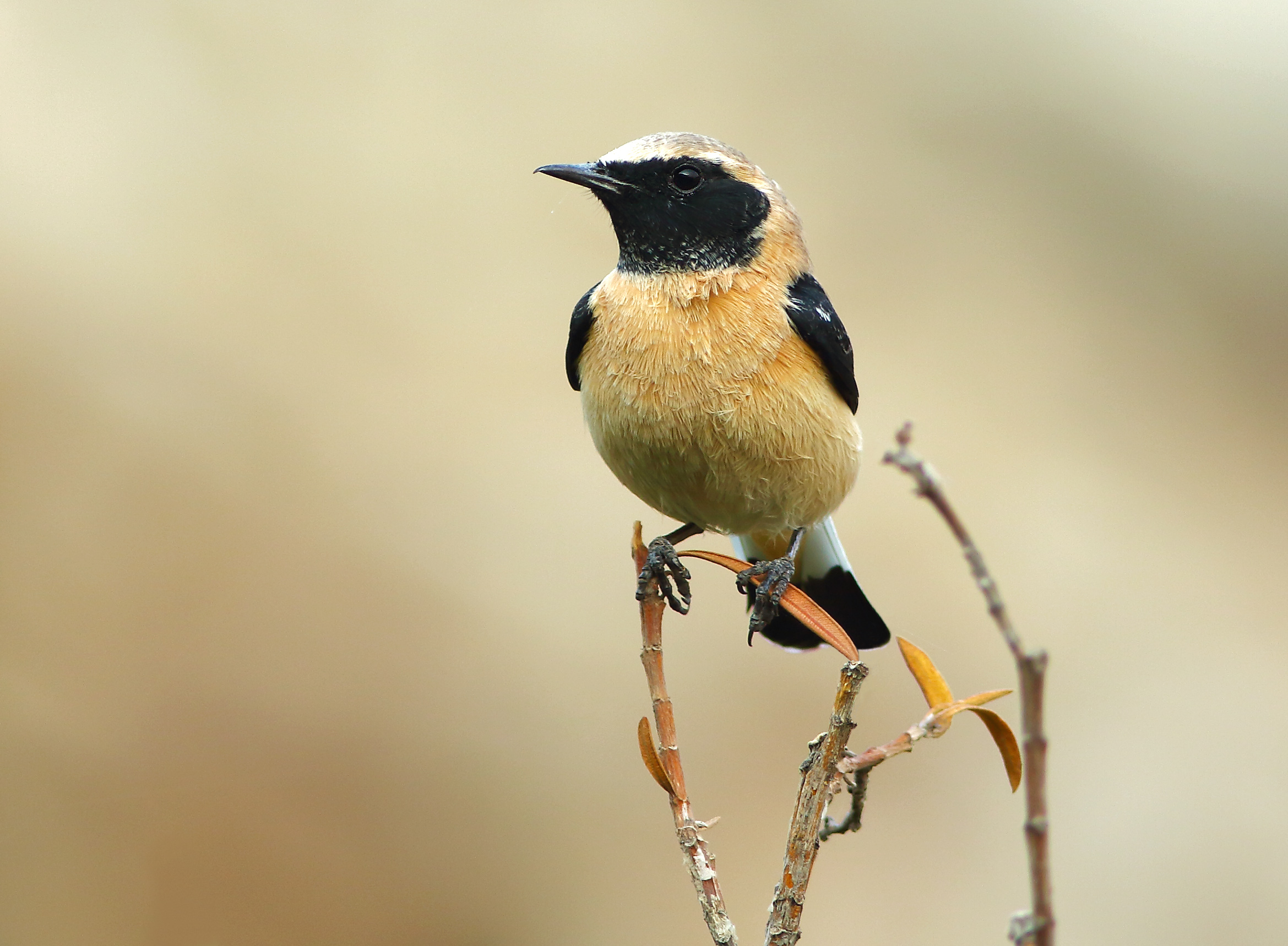 Black Throat Monachella