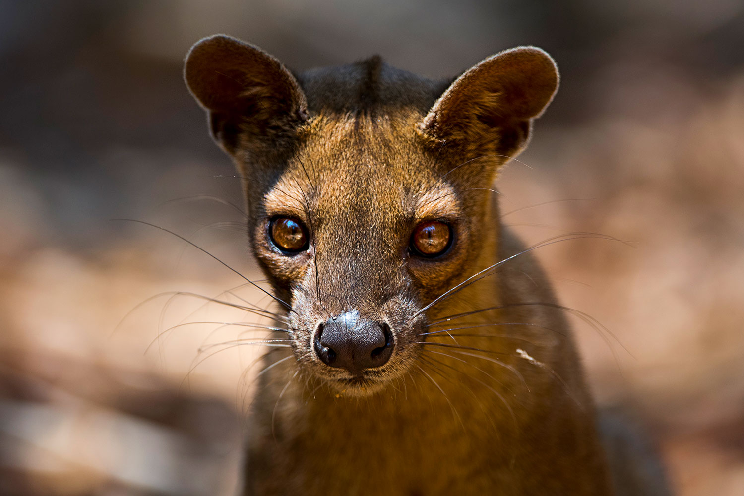 Ritratto di Fossa - Madagascar