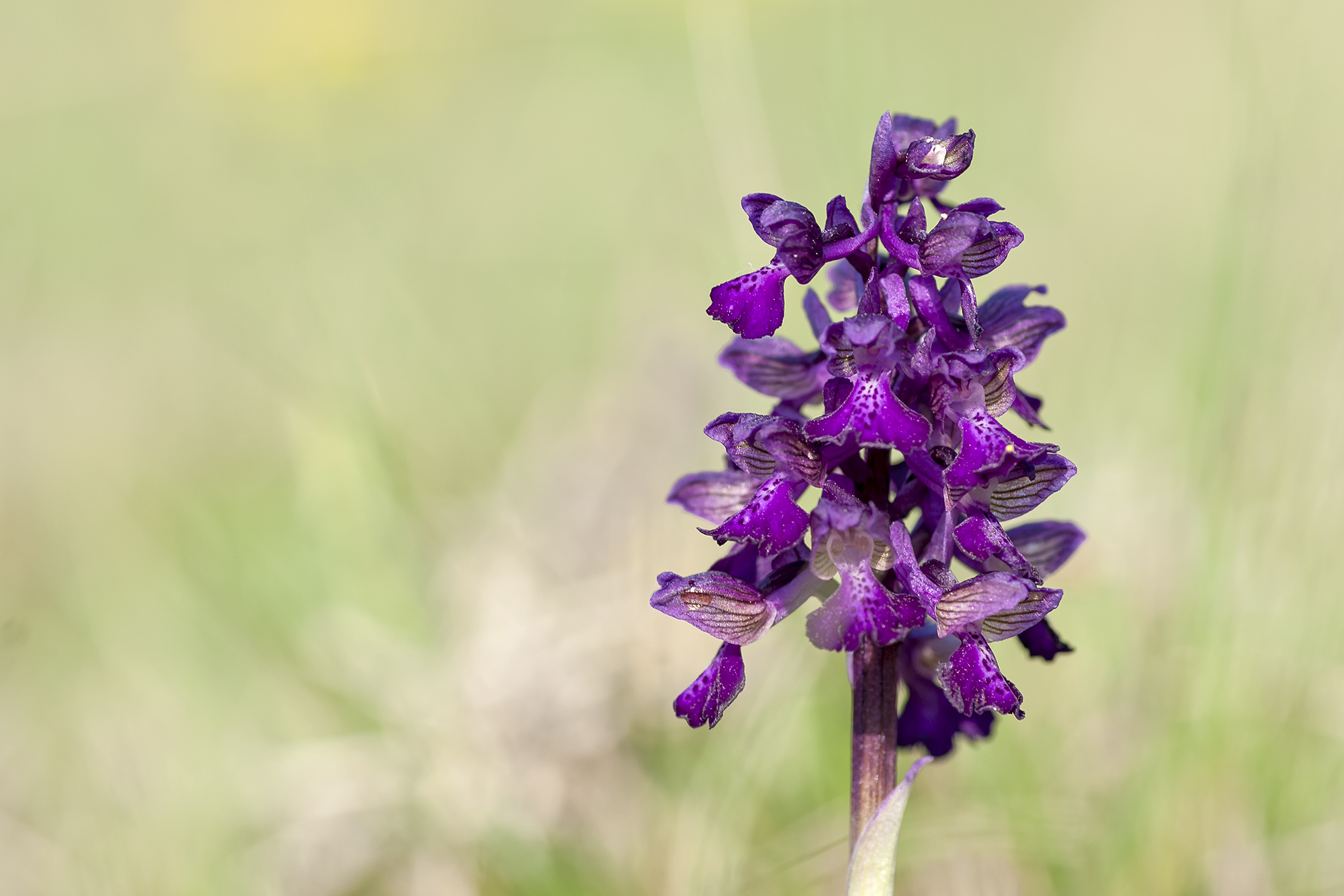 Orchis morio