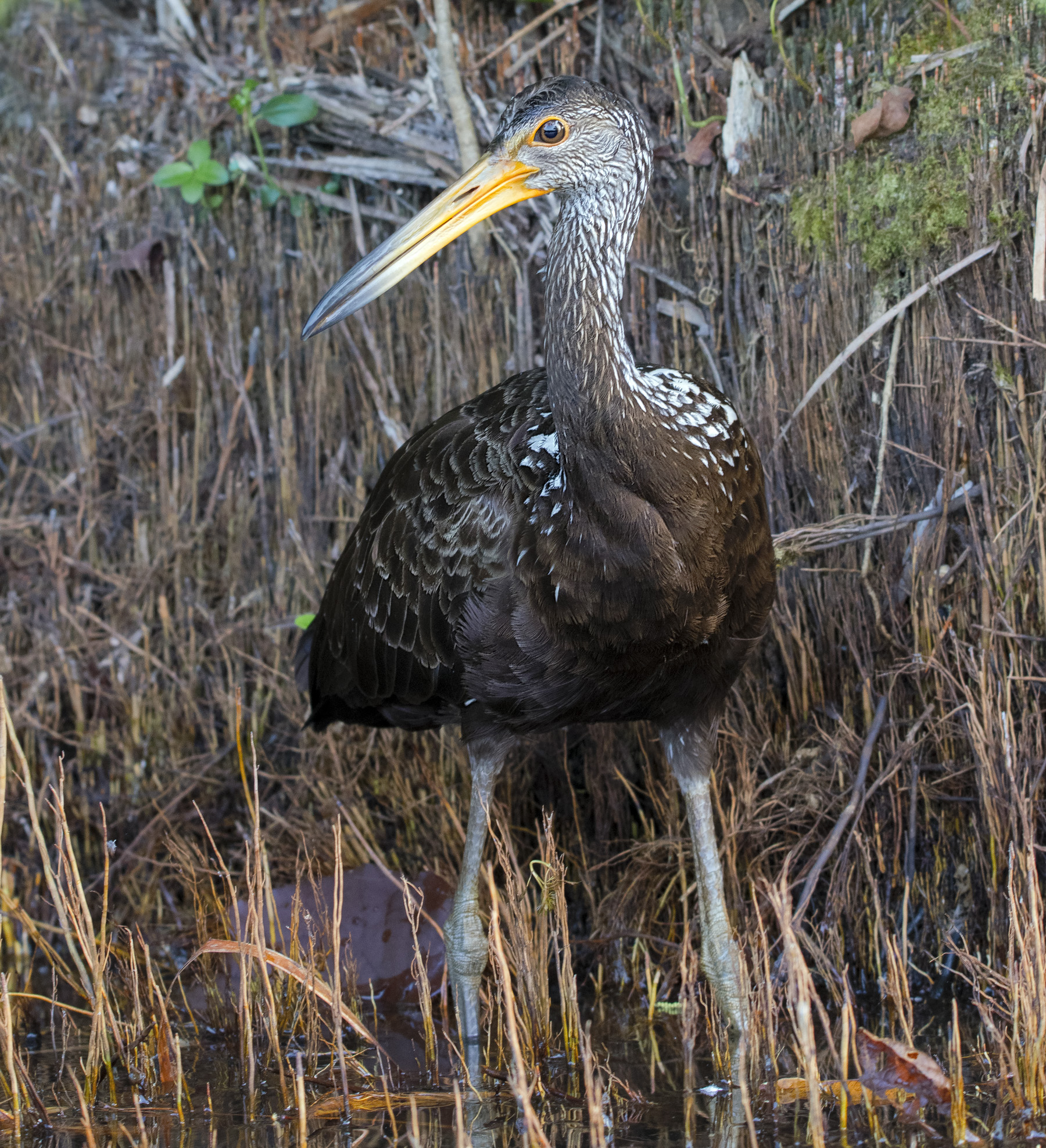 Limpkin (Aramus guarauna)
