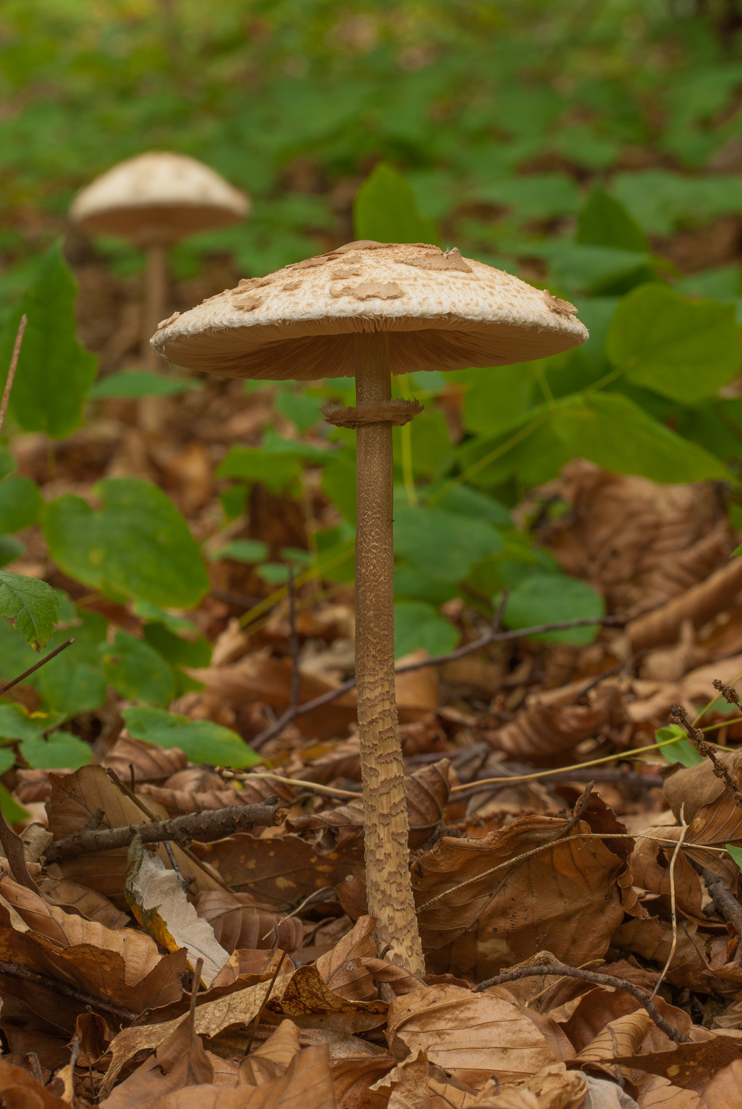 Drum bat or umbrella