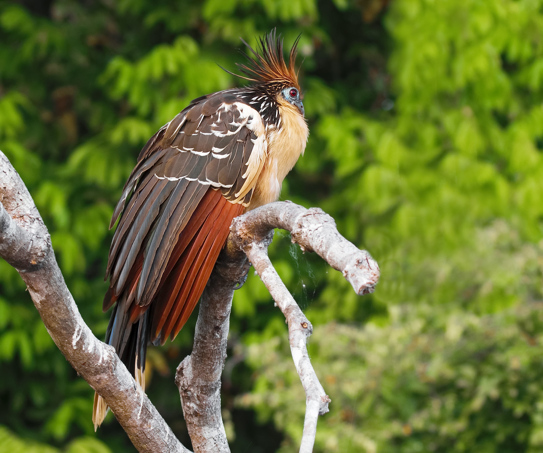 Hoatzin (Opisthocomus hoazin) Amazzonia, Perù