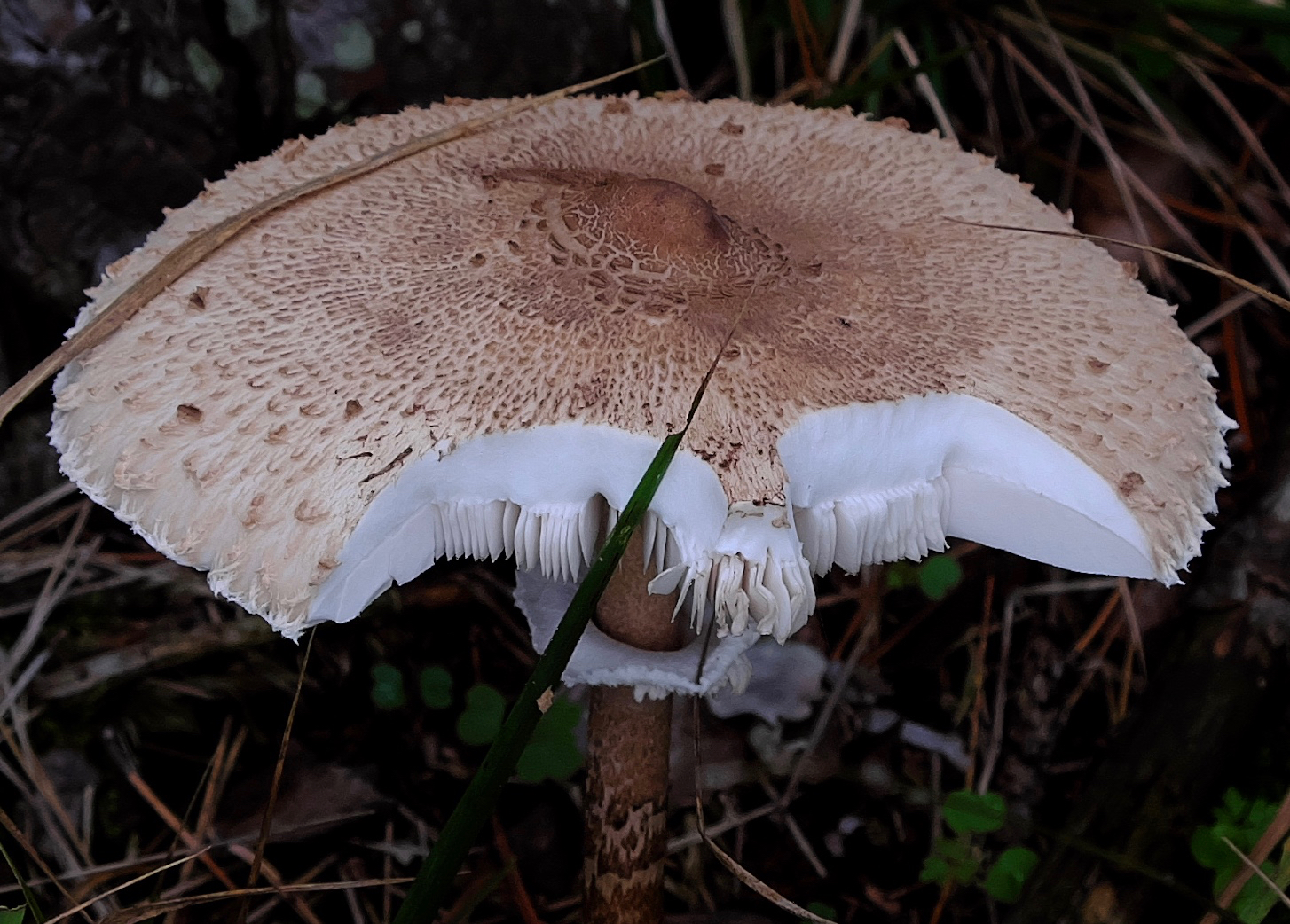 who ate the mushroom?