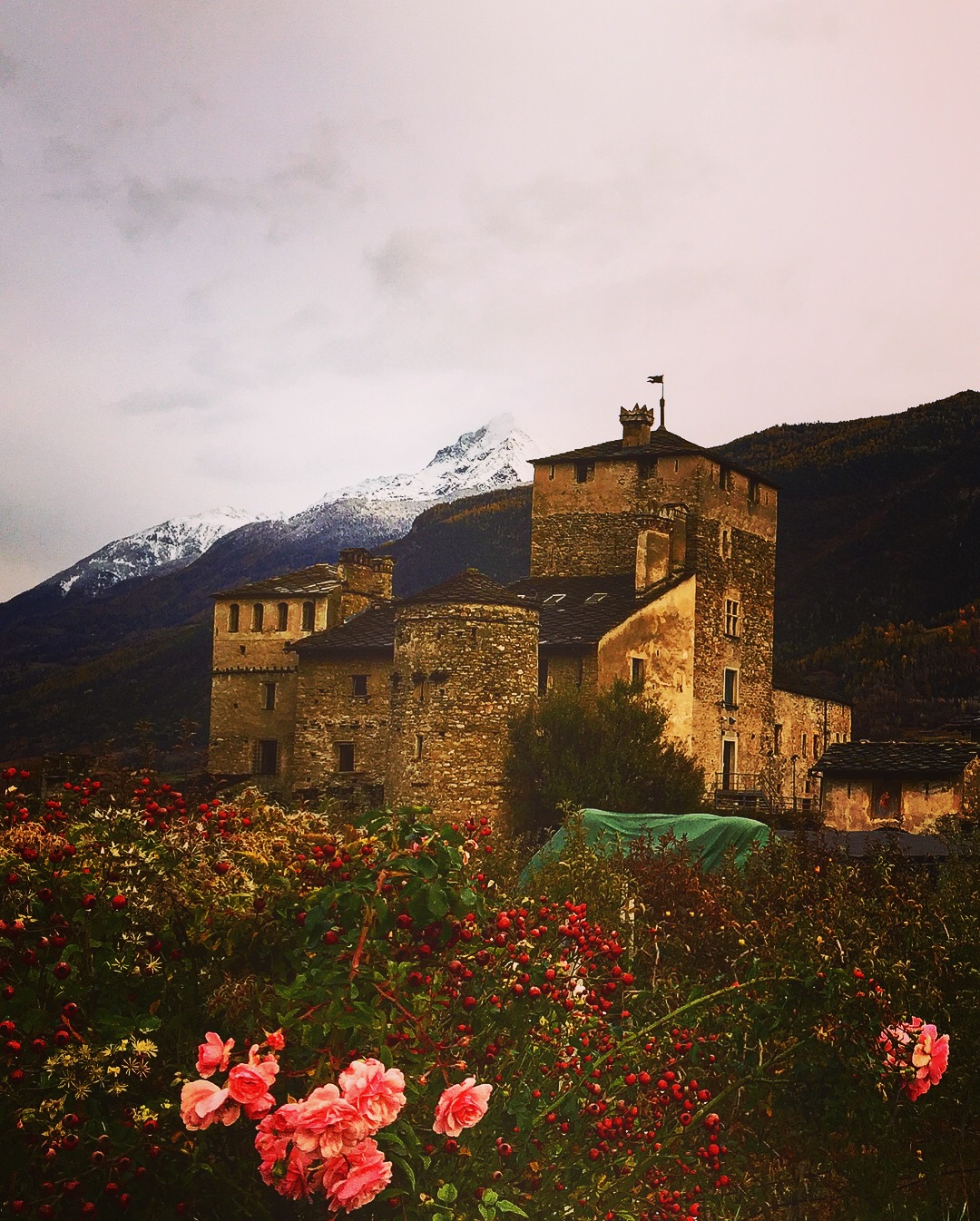 Rose al castello di Sarriod