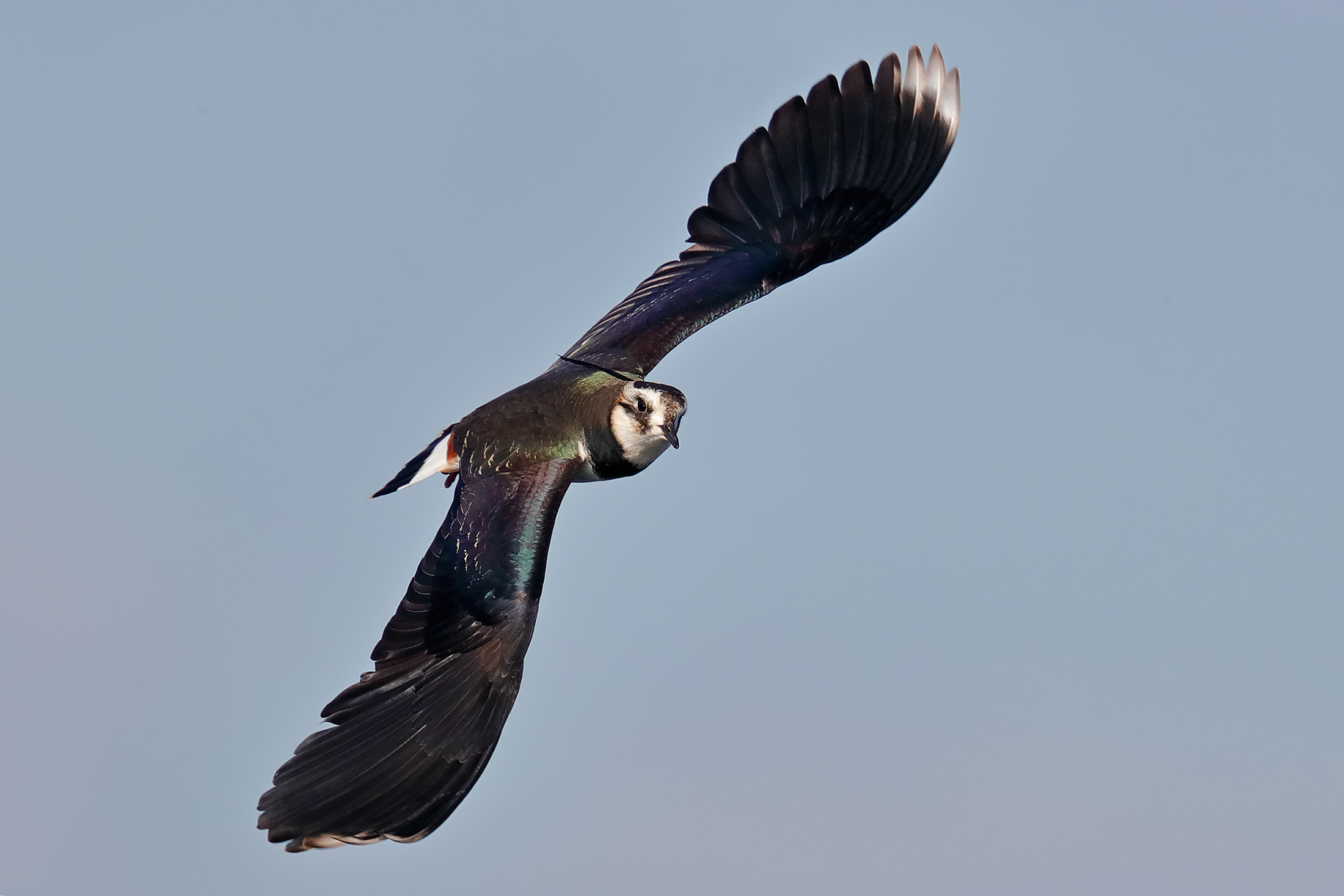 I colori della pavoncella