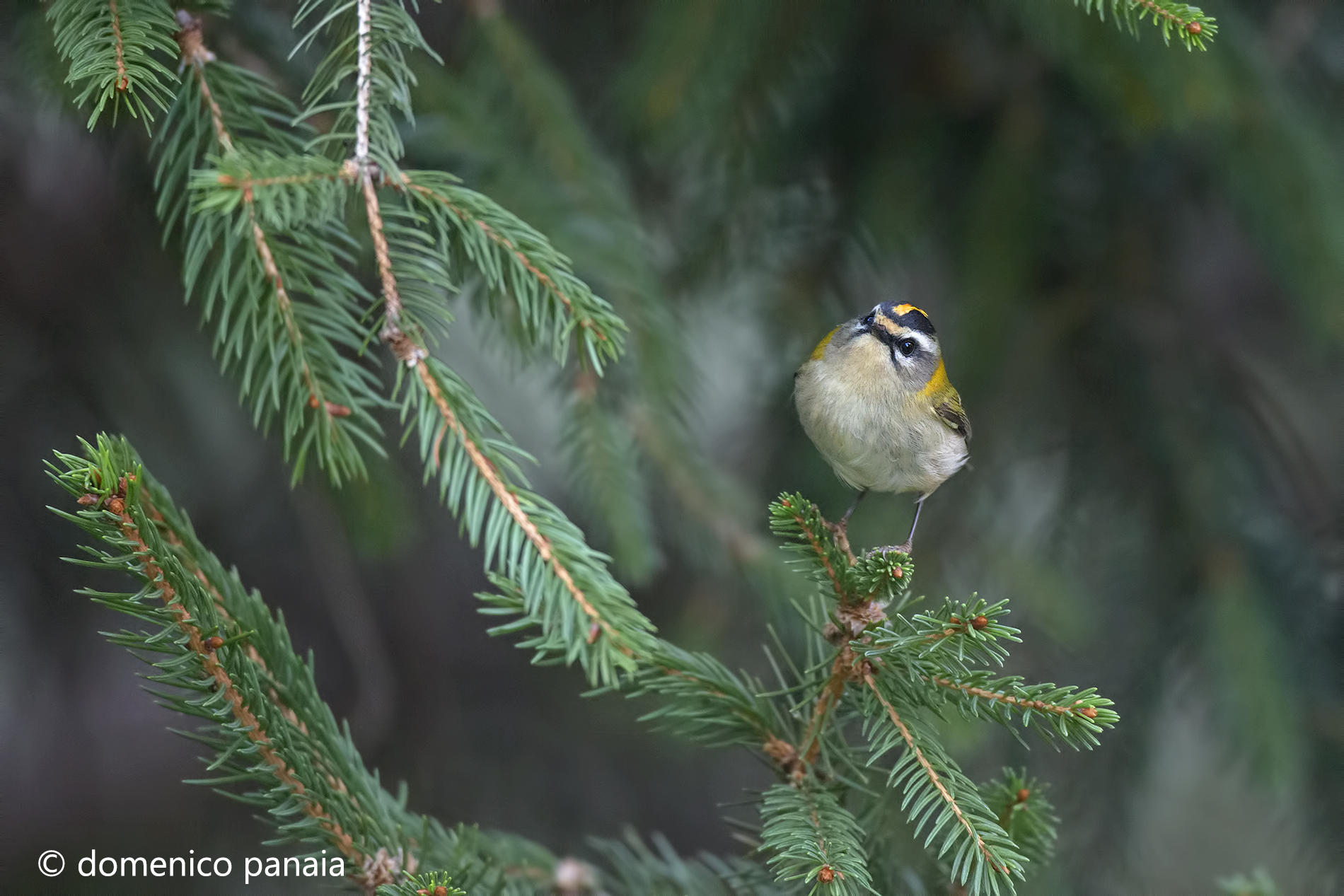fiorrancino pensieroso