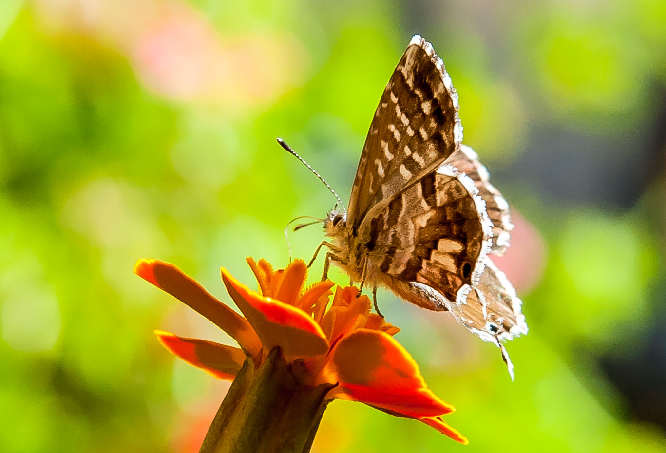 The "Killer" of my geraniums