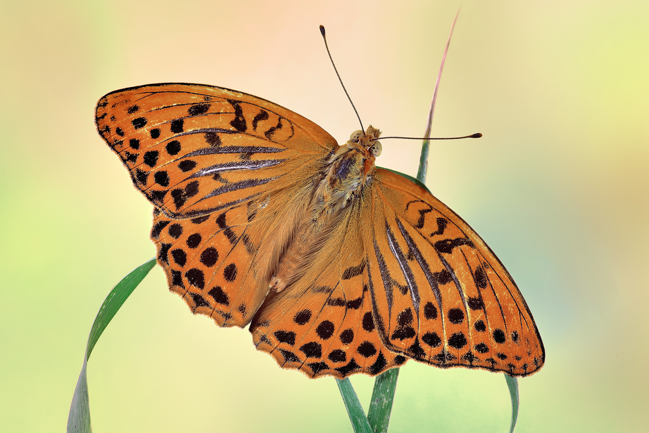 Argynnis paphia