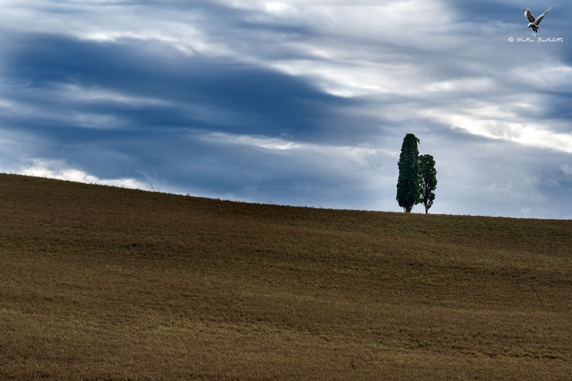 gemelli diversi