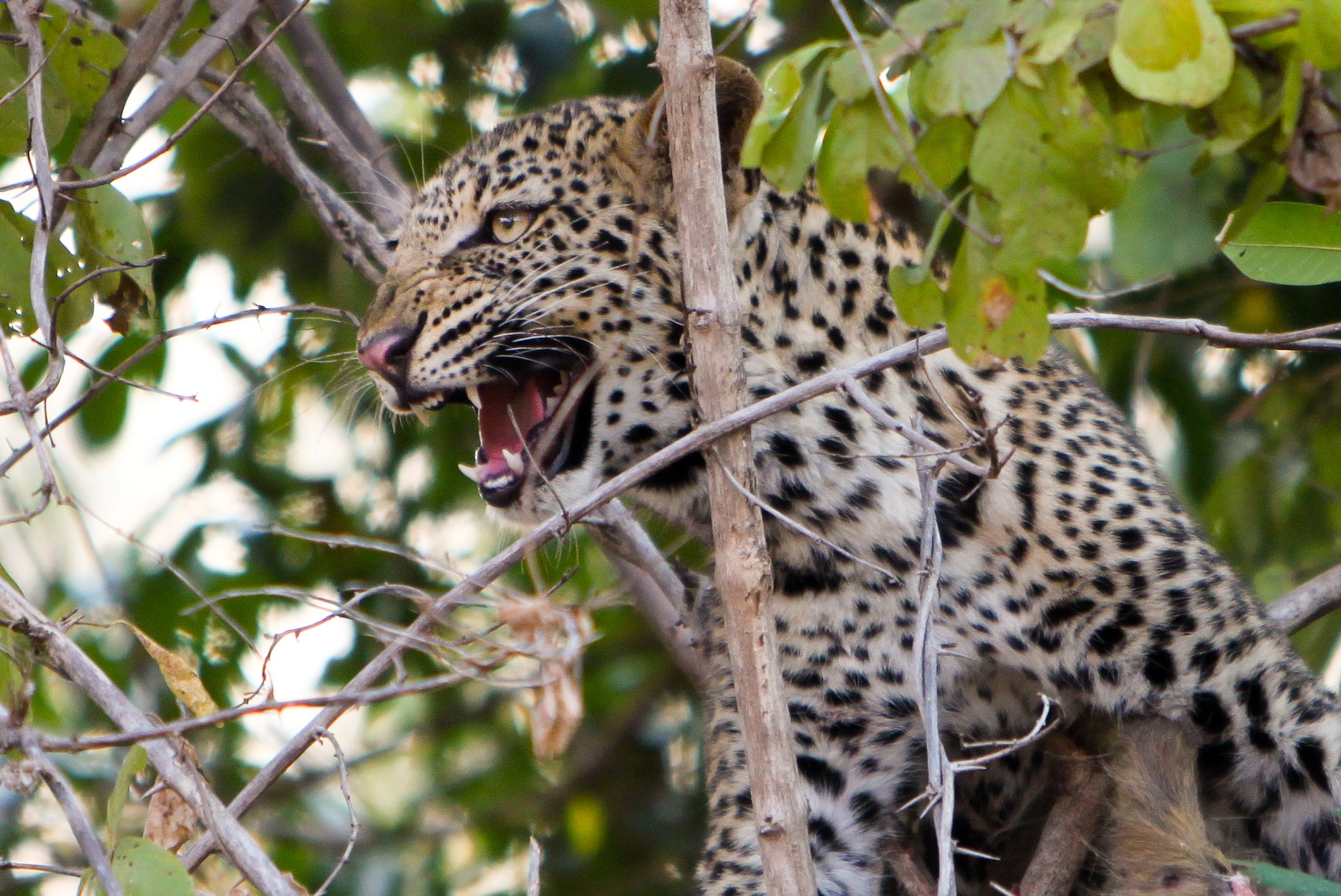 Non fatelo innervosire...