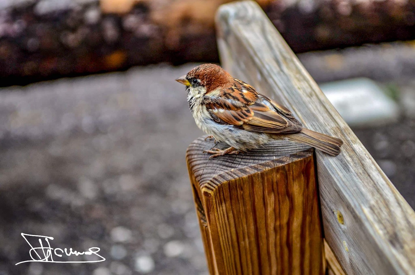 Sparrow....... Don't go away!