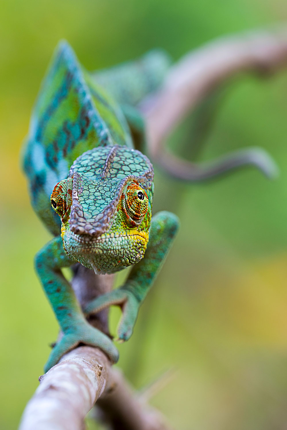 Camaleonte pantera - Madagascar