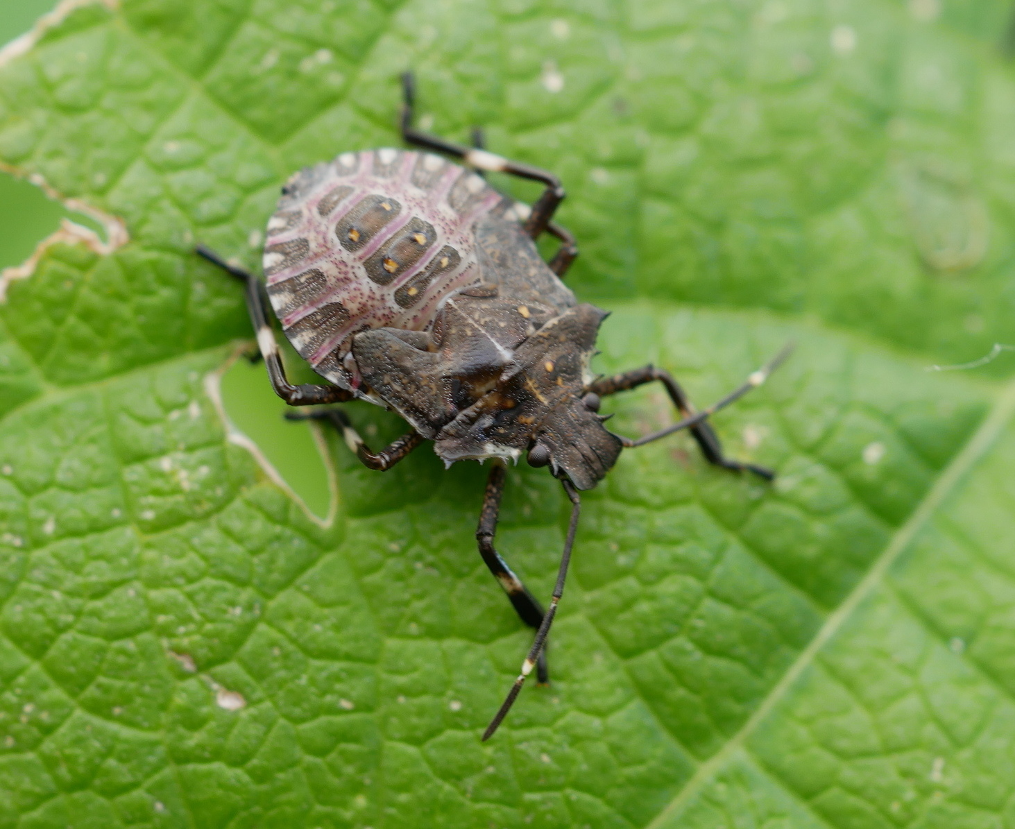 Asian bedbug in the backyard