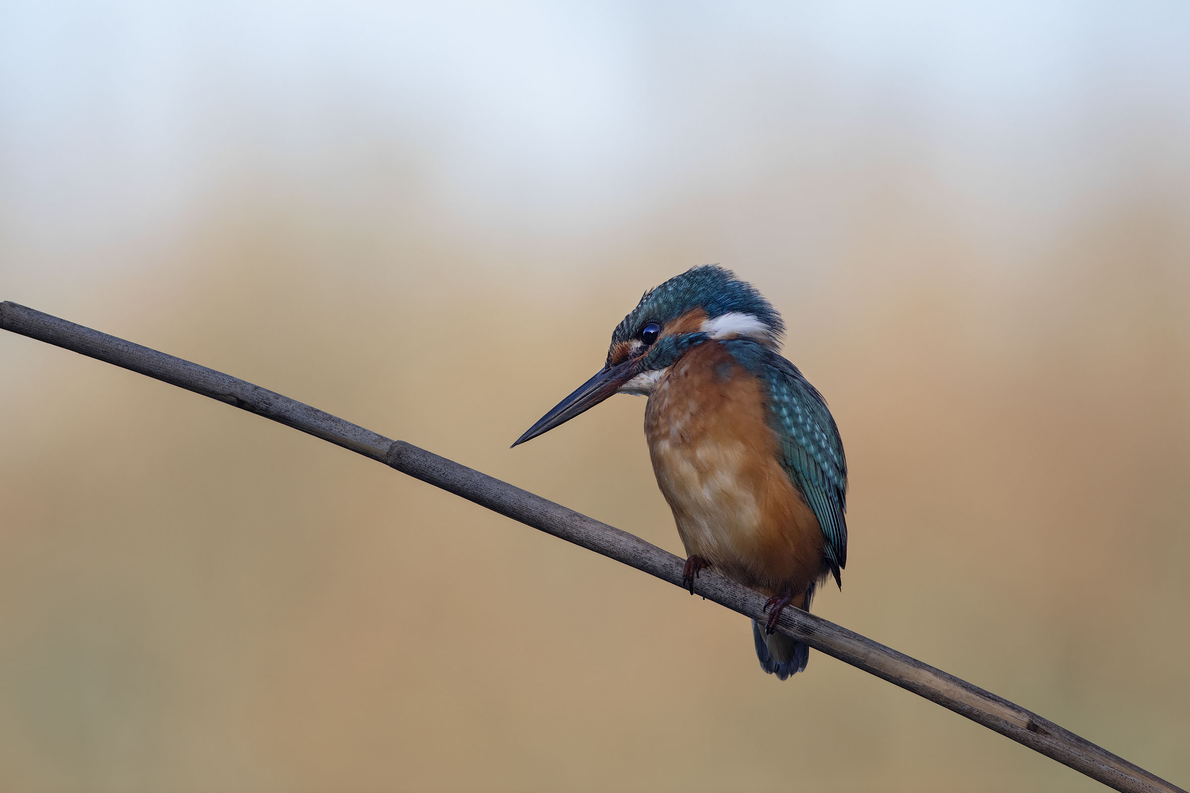 Kingfisher