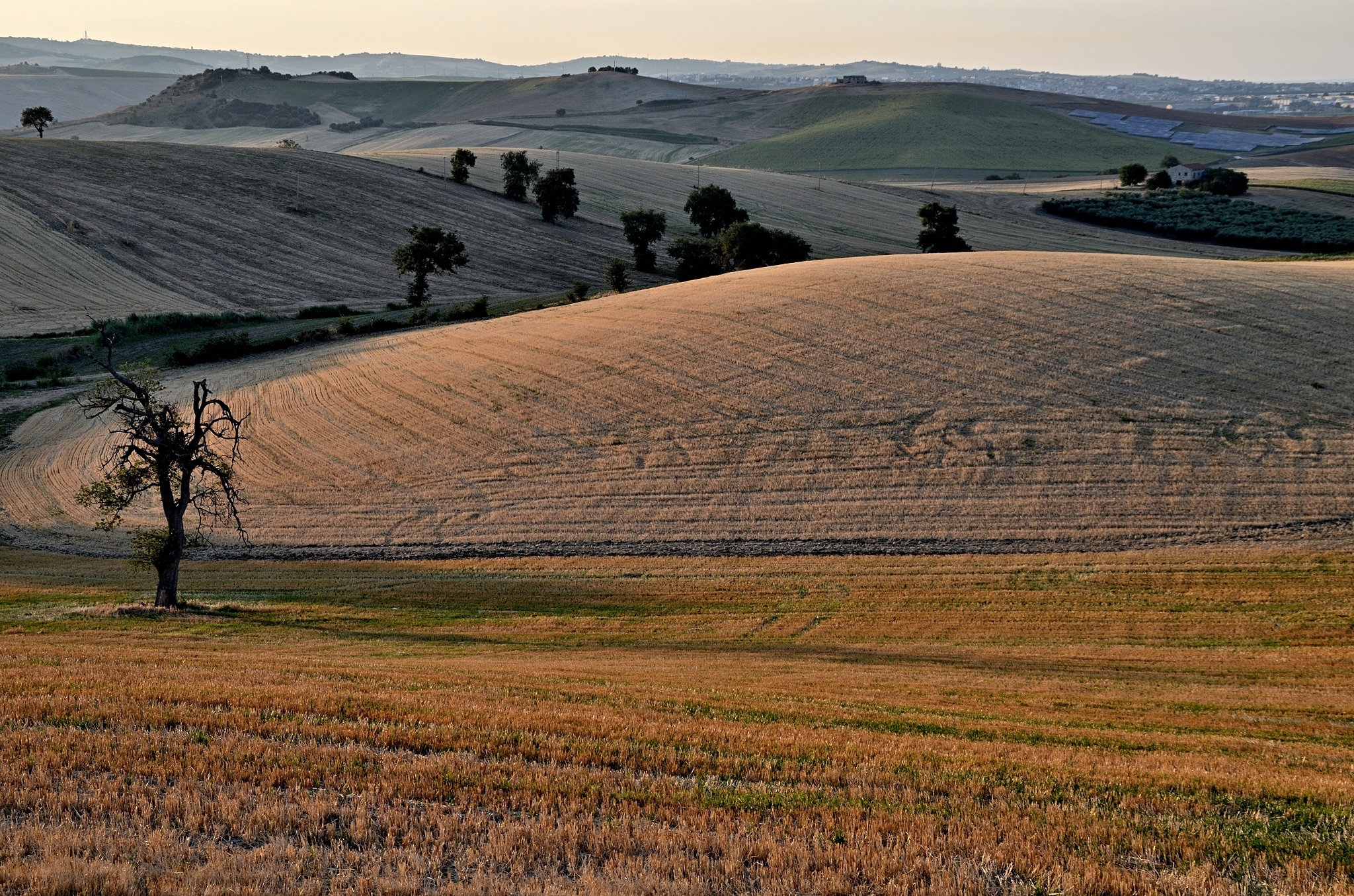 Colline di velluto