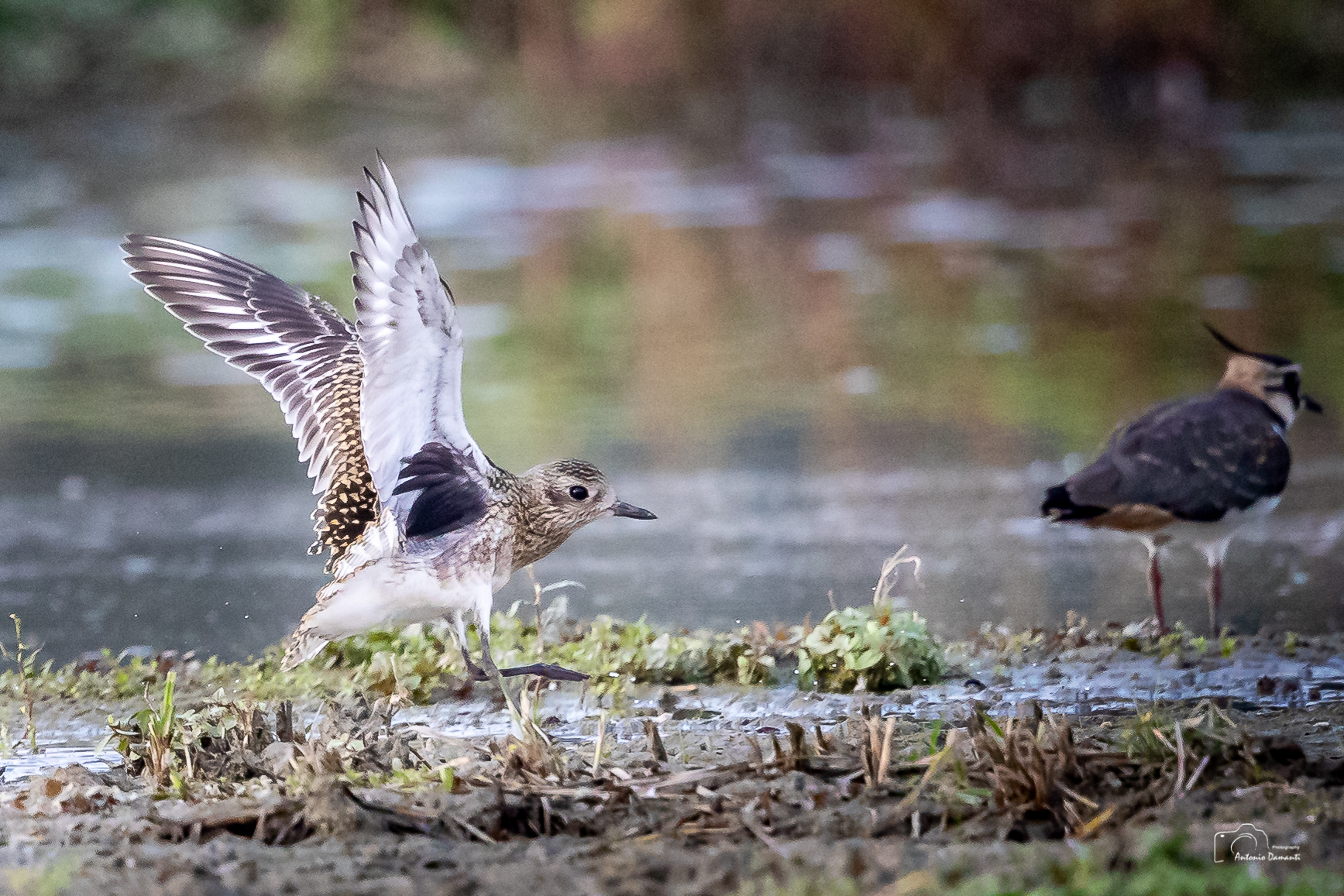 Pivieressa allo stacco