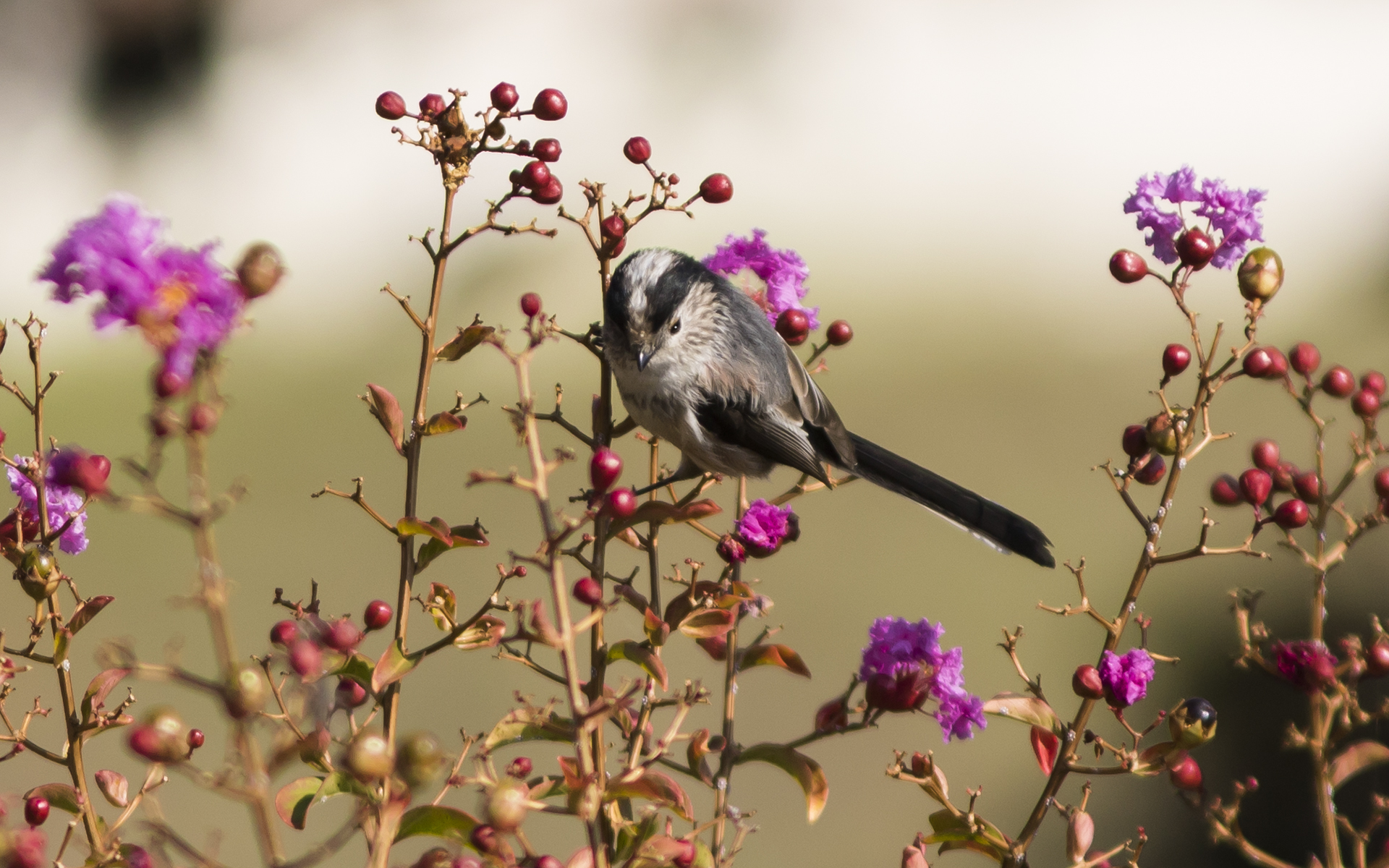 Codibugnolo - Sarezzano (al) 09-2019