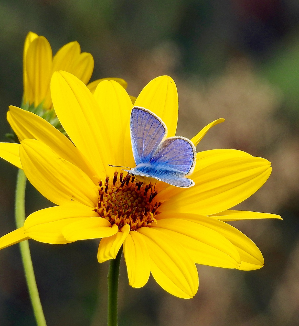 The beauty of butterflies