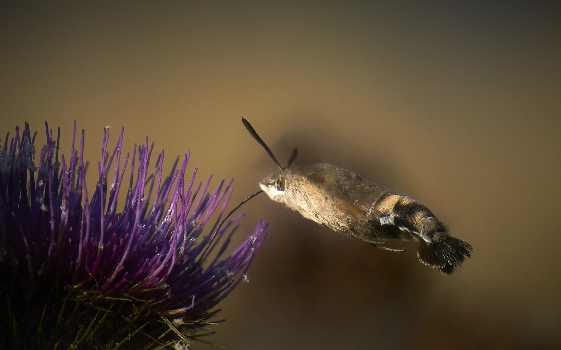 Macroglossum stellatarum