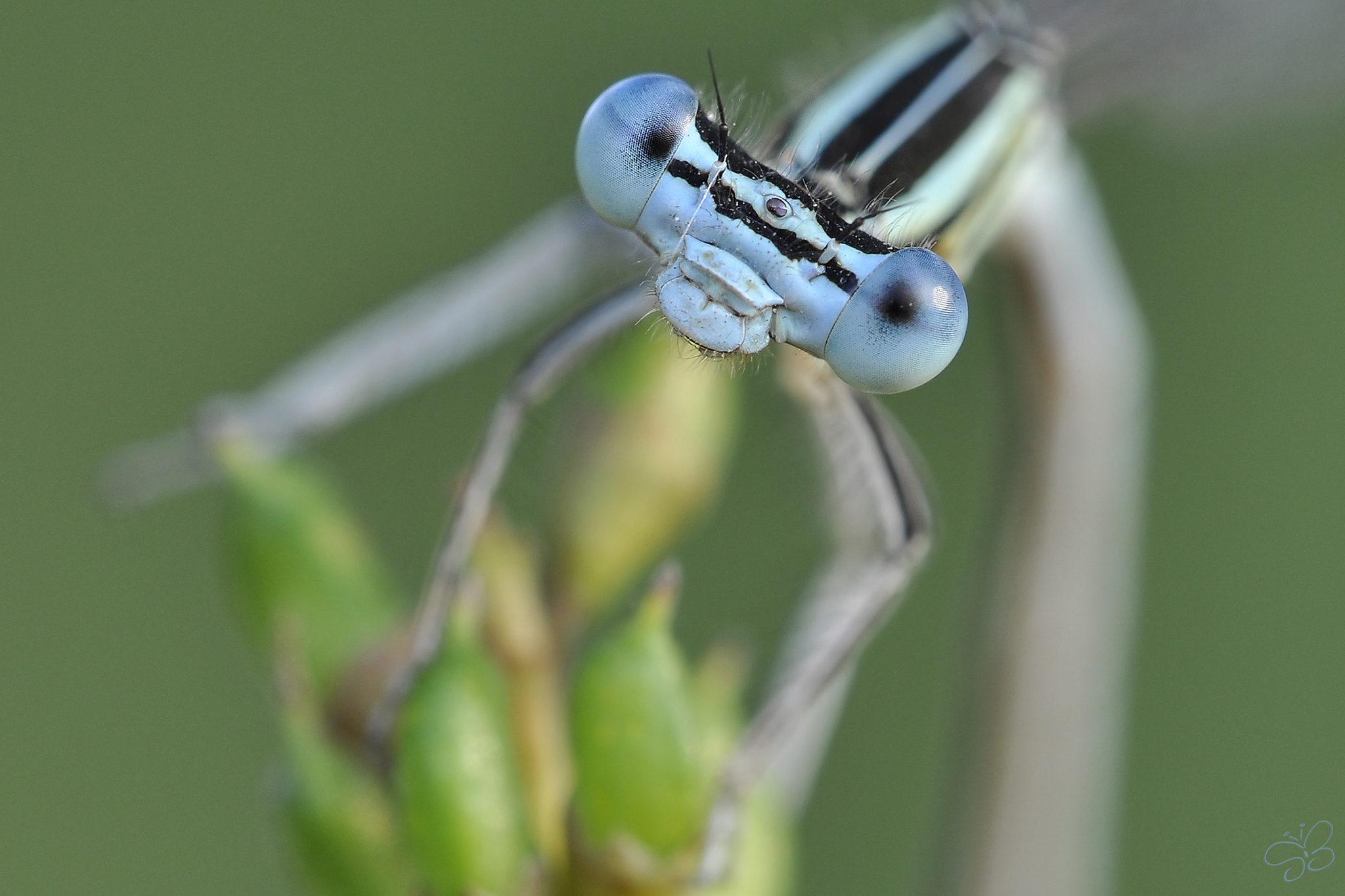Platycnemis pennipes
