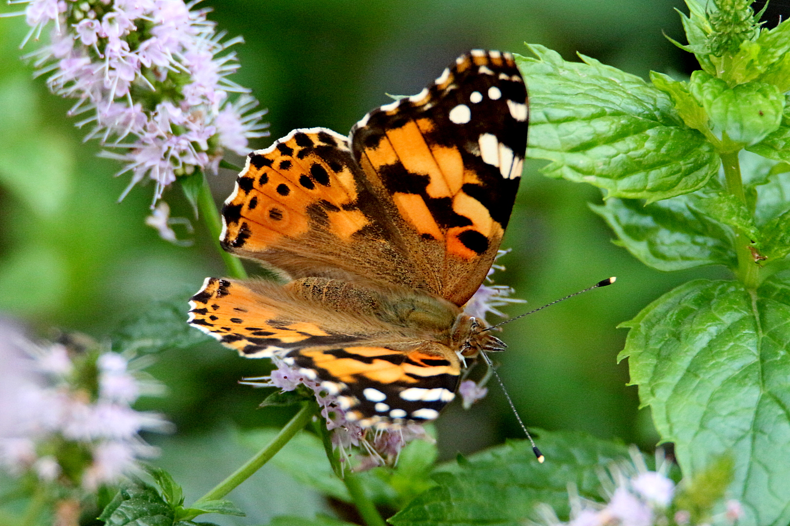 Butterfly3