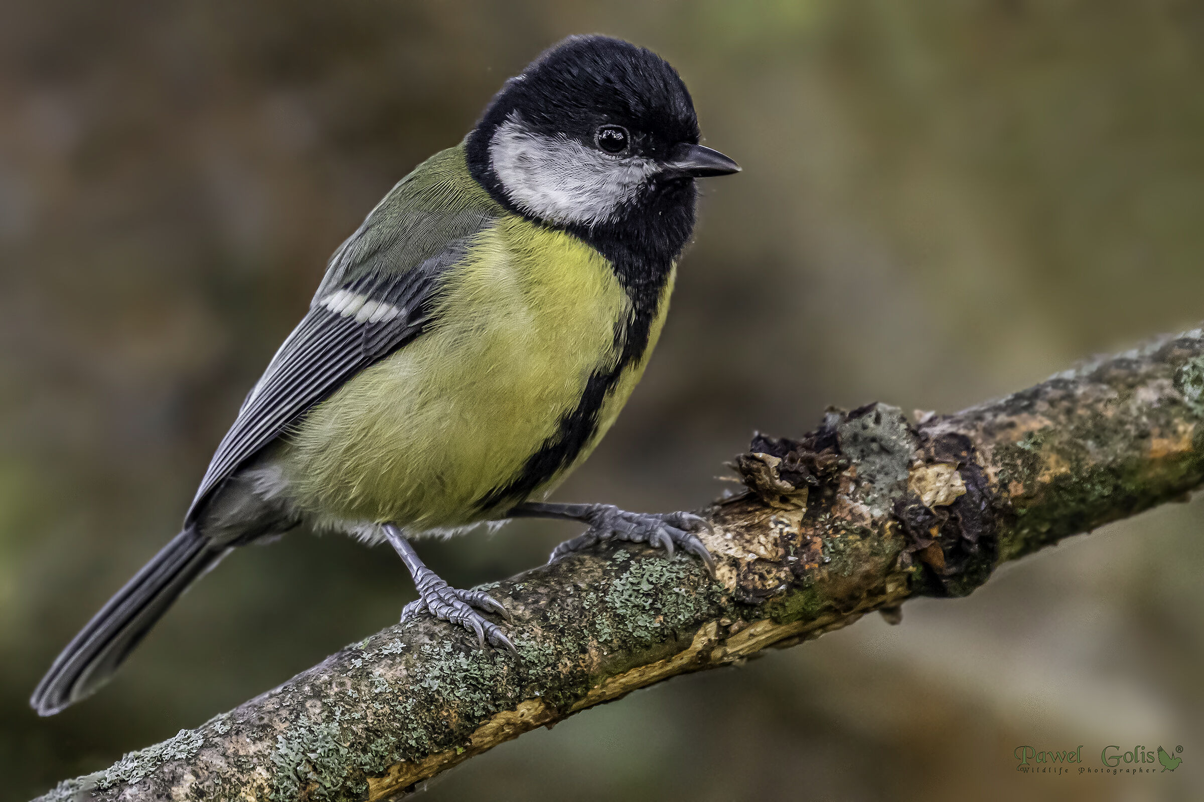 La grande tit (Parus major)