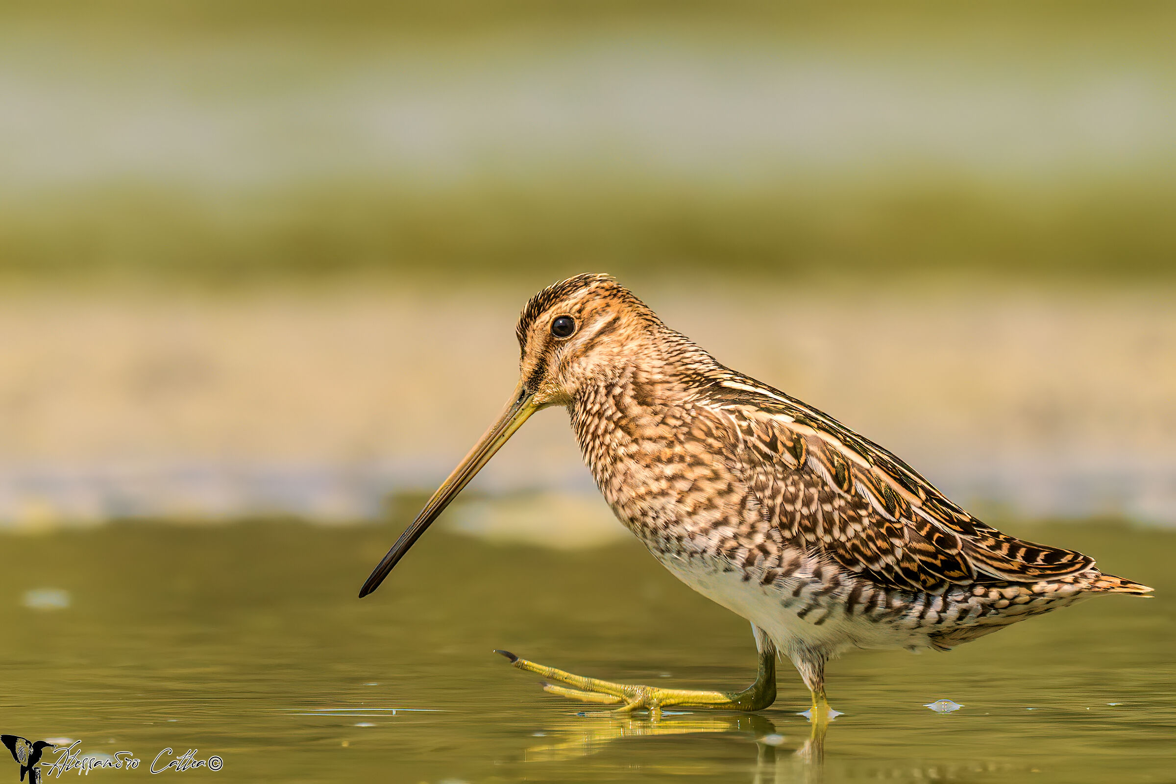 Snipe