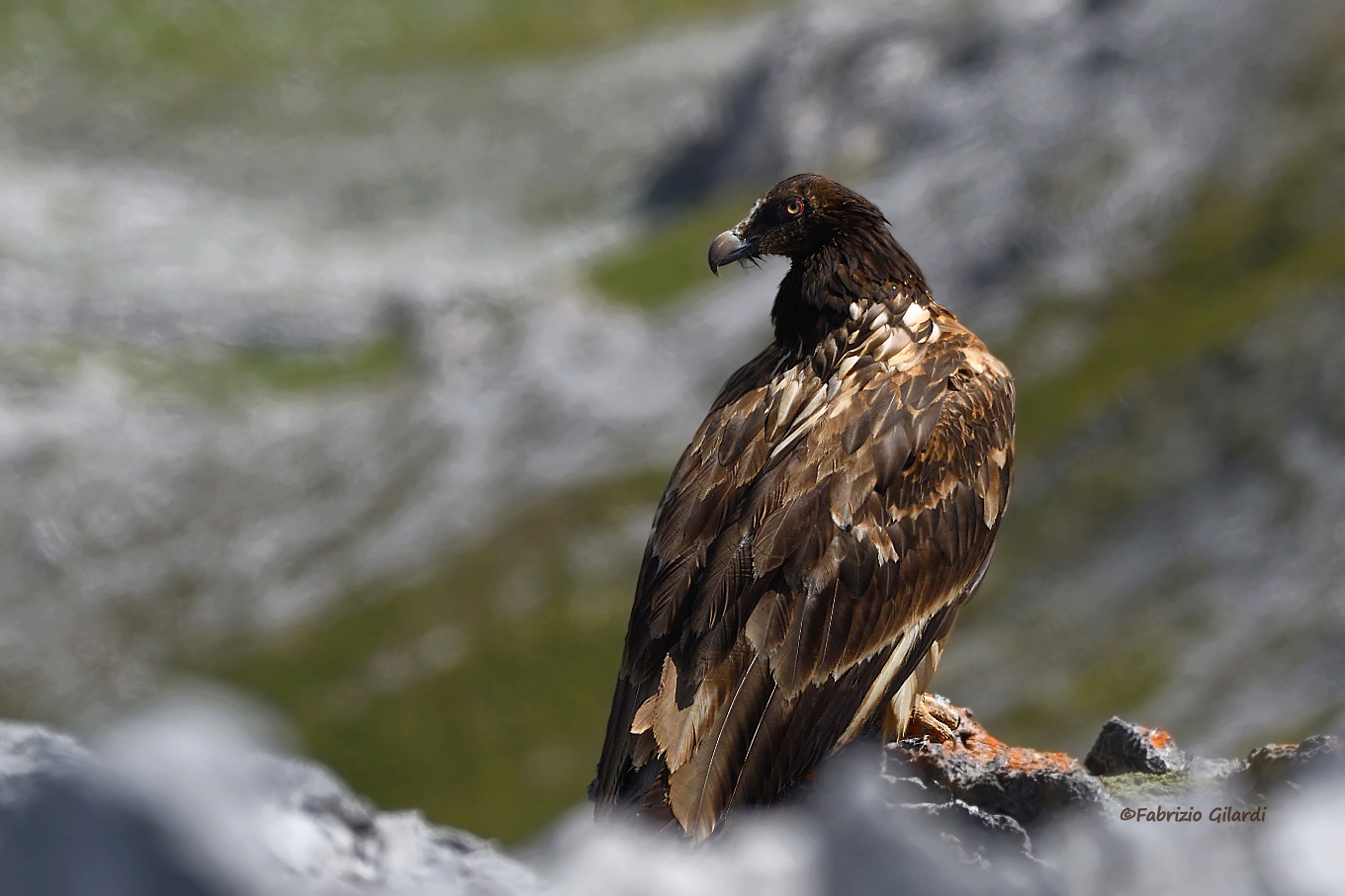Gypaetus barbatus (Gipeto juv.)