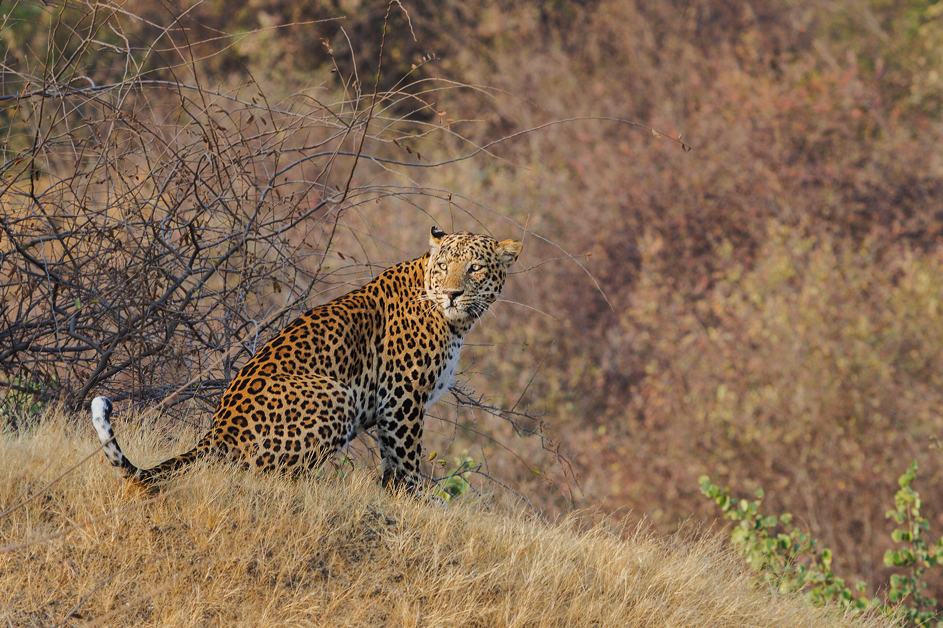 Ranthambore National Park
