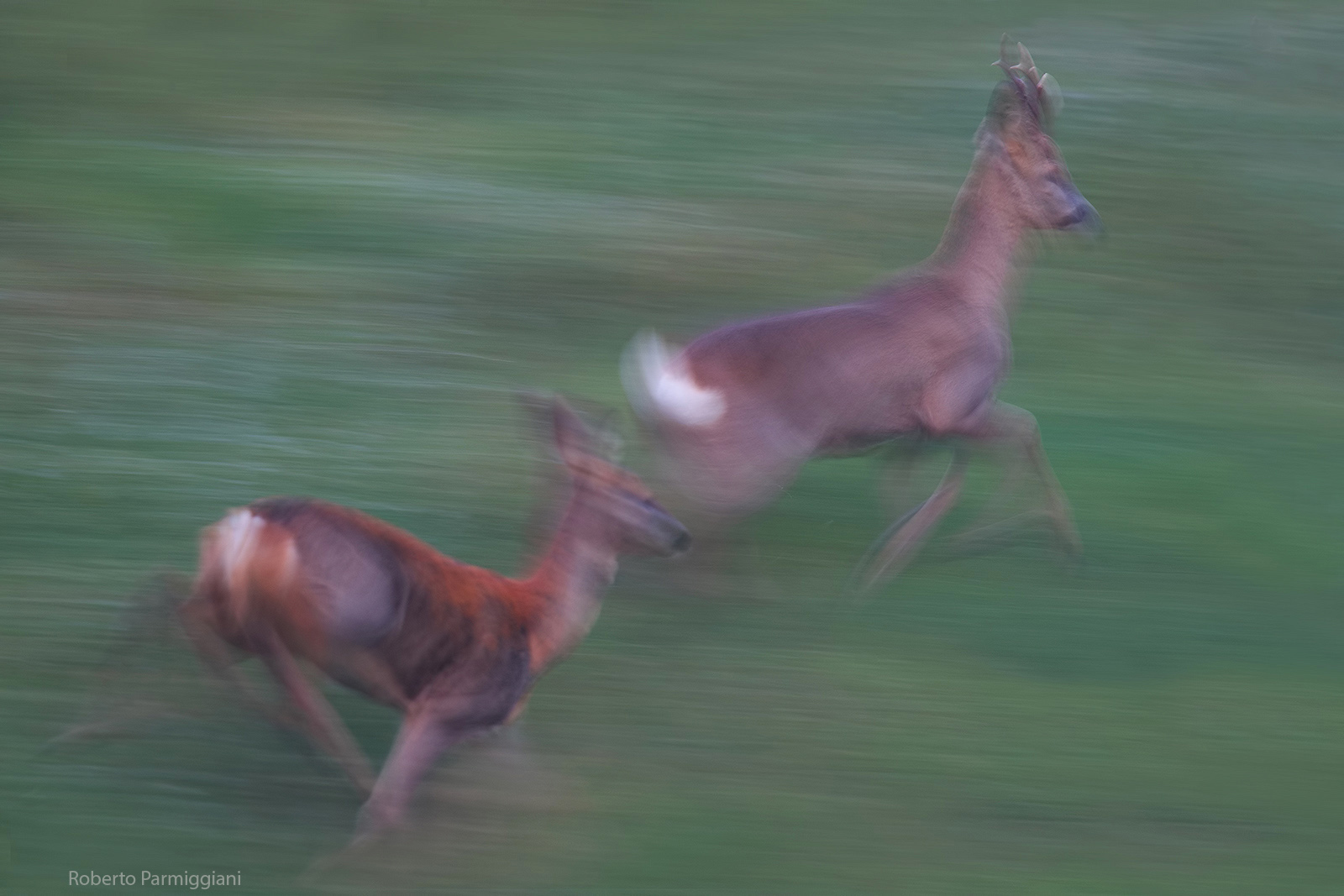 Caprioli e sperimentazioni