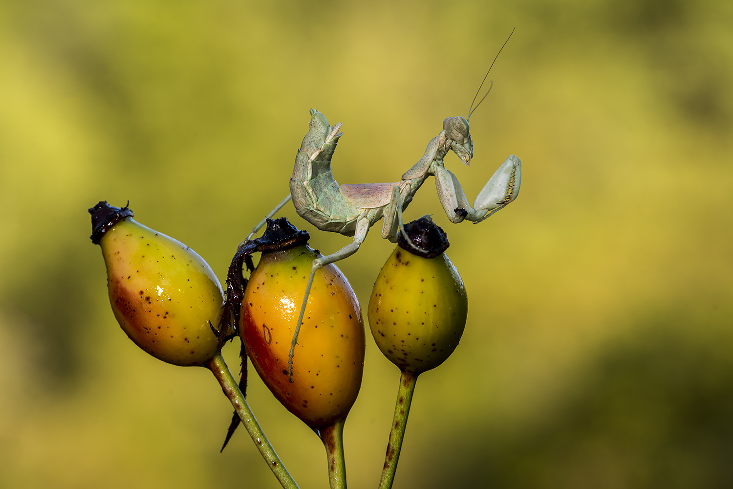 Ameles spallanzania(Rossi, 1792)