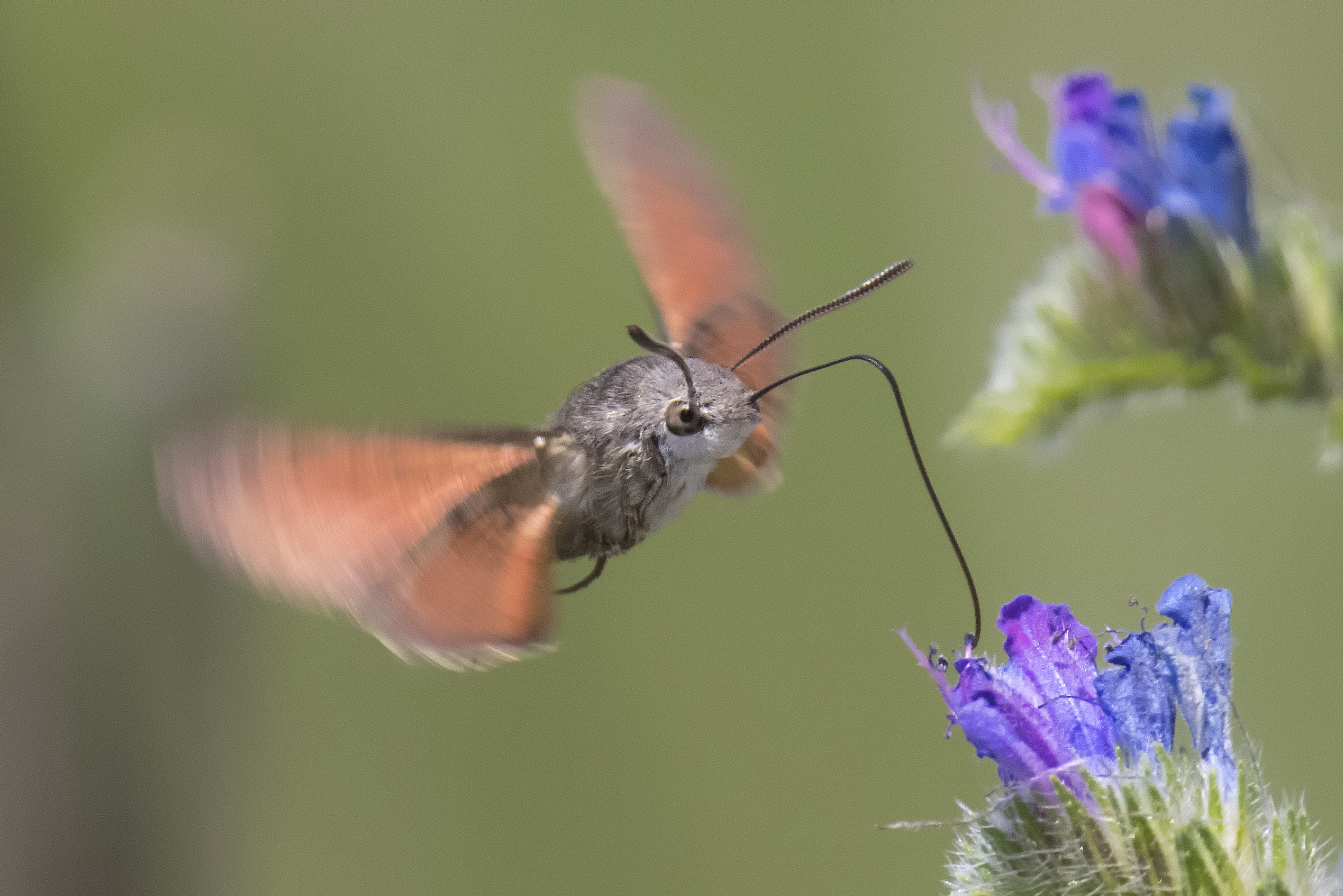 Macroglossum stellatarum or galio sphinx