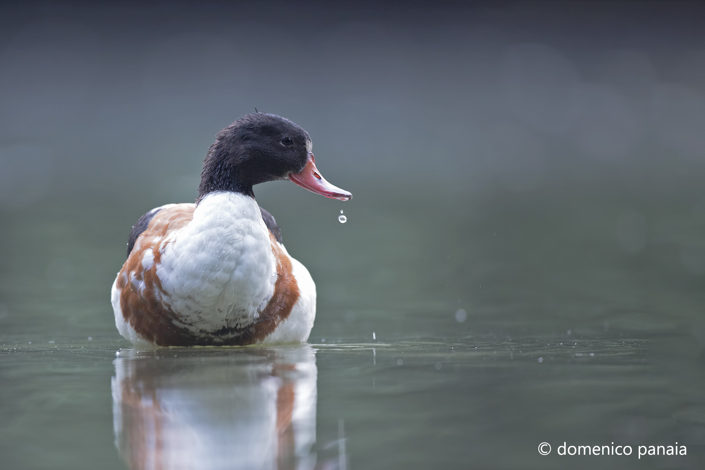 la volpoca e la goccia