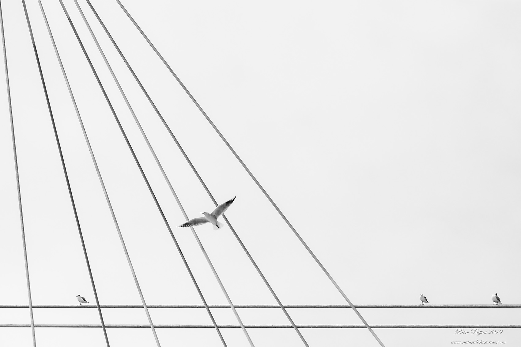 Gabbiani e geometrie