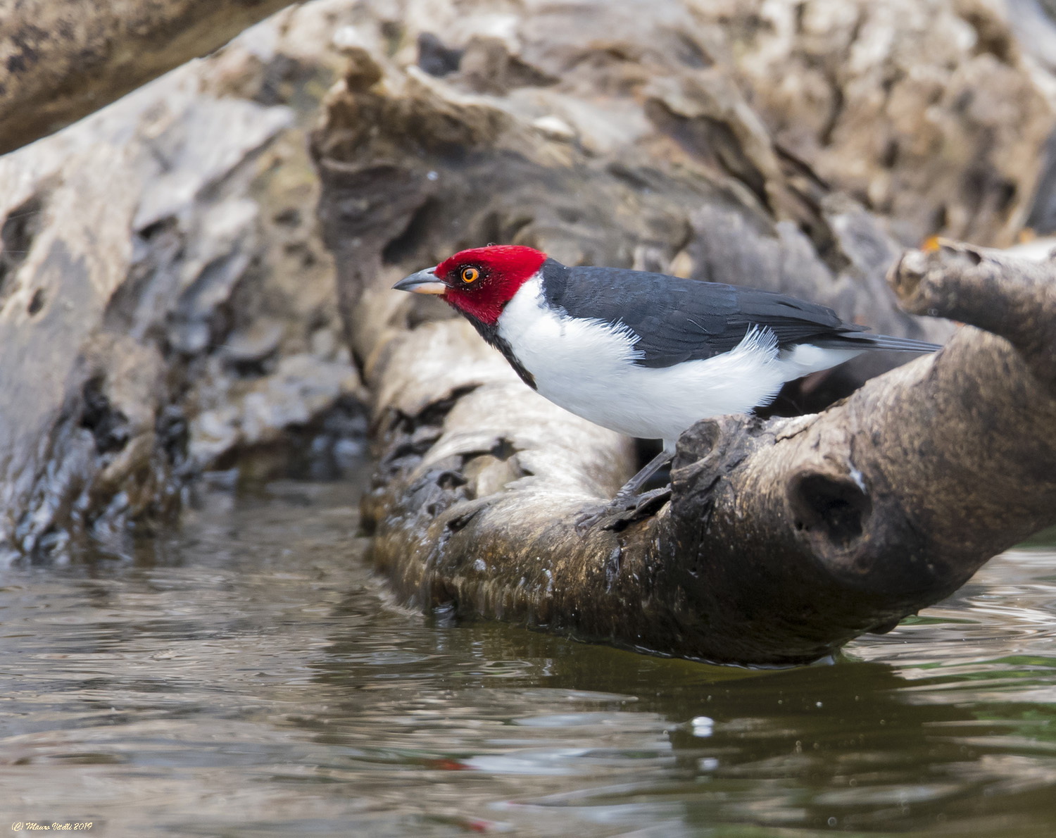 Cardinal Capirosso (Paroaria gularis) Lake Sandoval