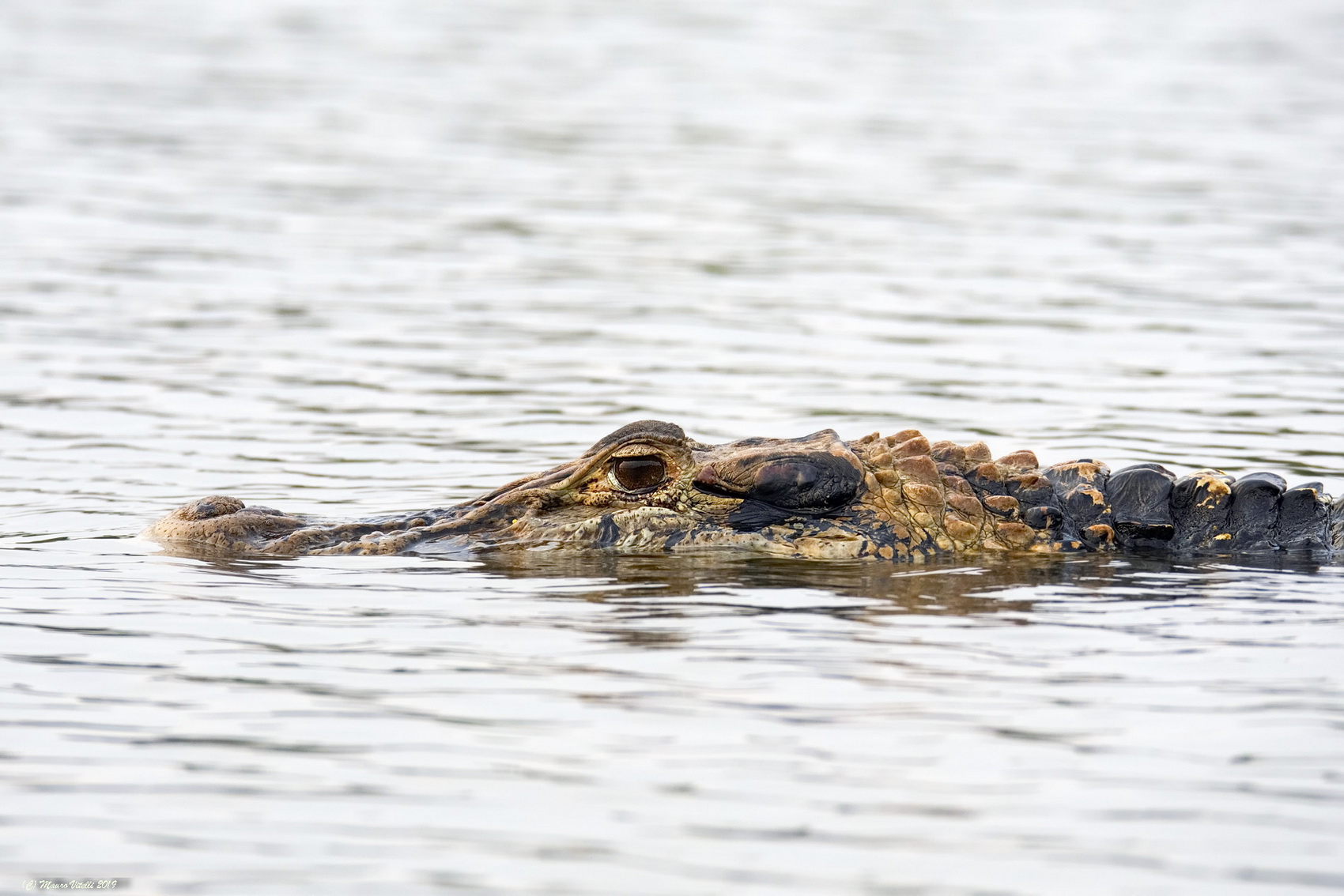 Caiman Black Lake Sandoval Peru