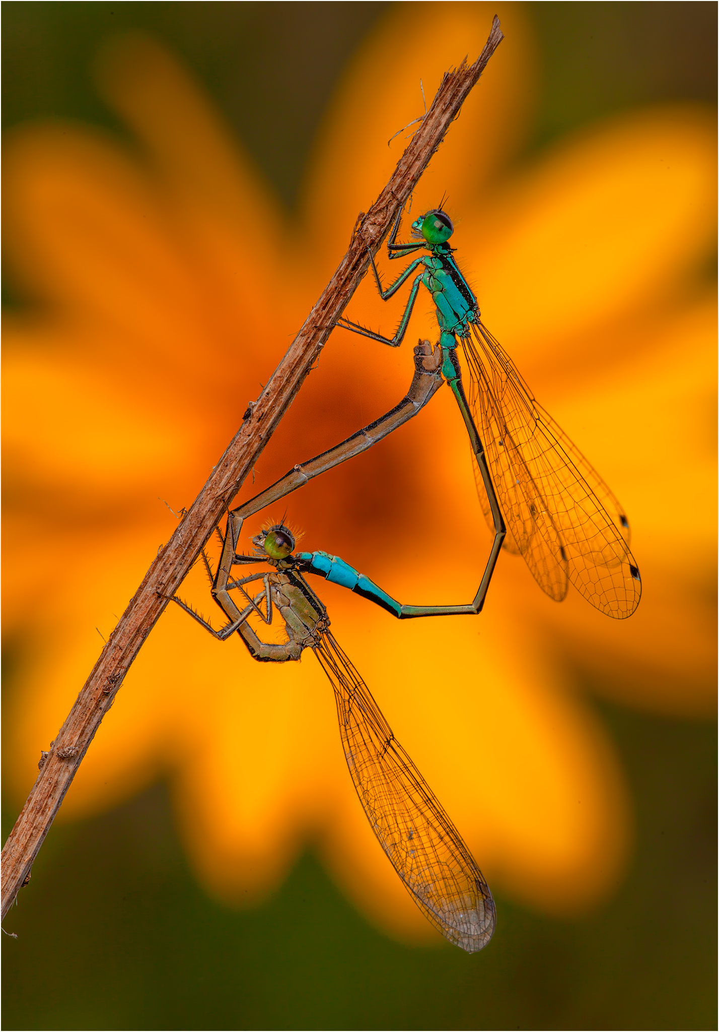 Damigelle Parco Ticino 28-09-2019