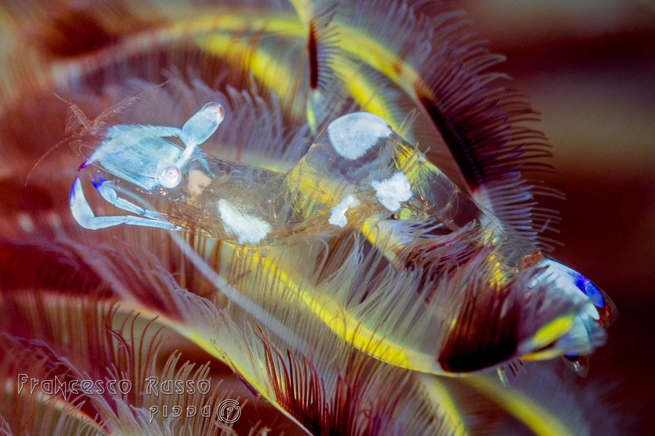 Magnificus ancylomenes