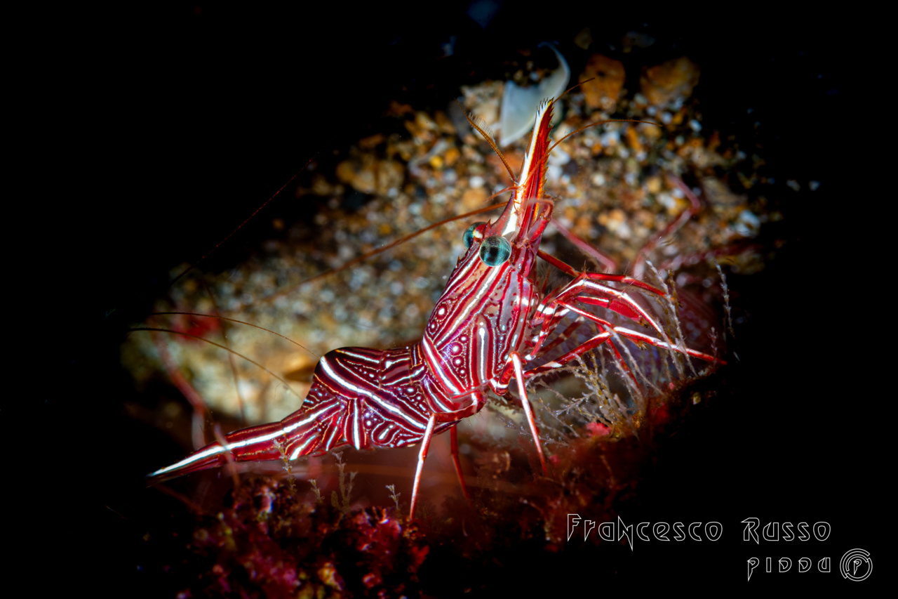 Hinge-beak Shrimp, Rhynchocinetes durbanensis