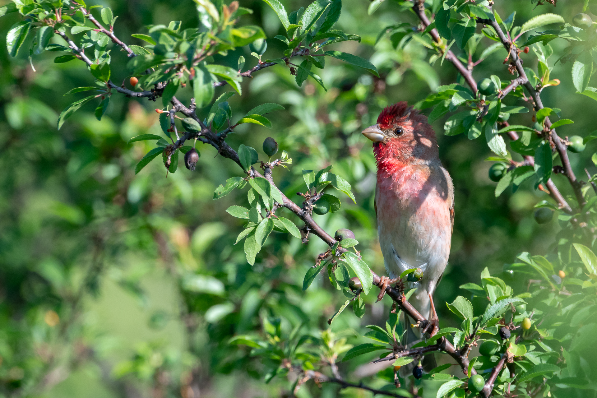 Scarlet tuft