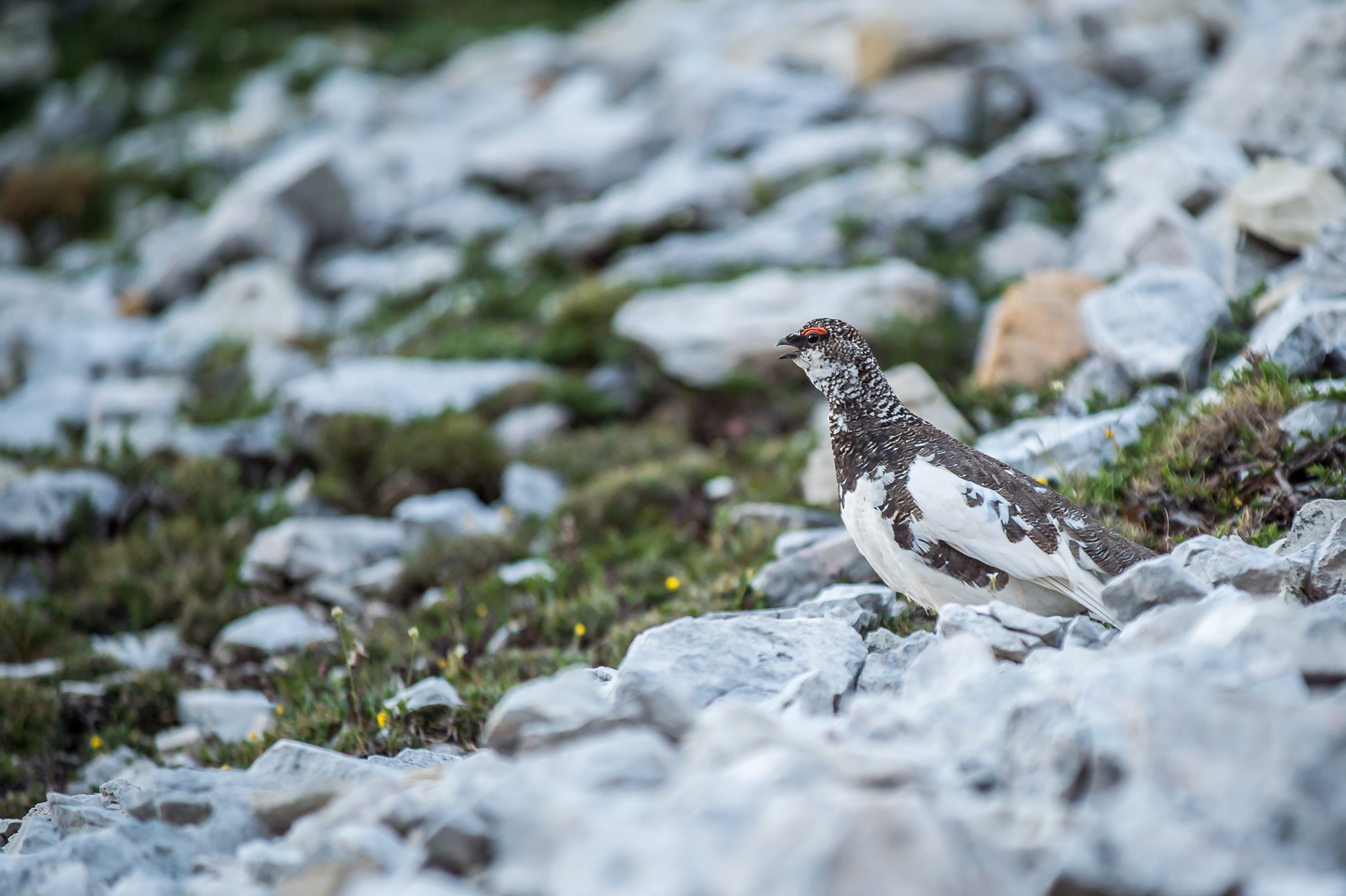 White partridge in summer livery