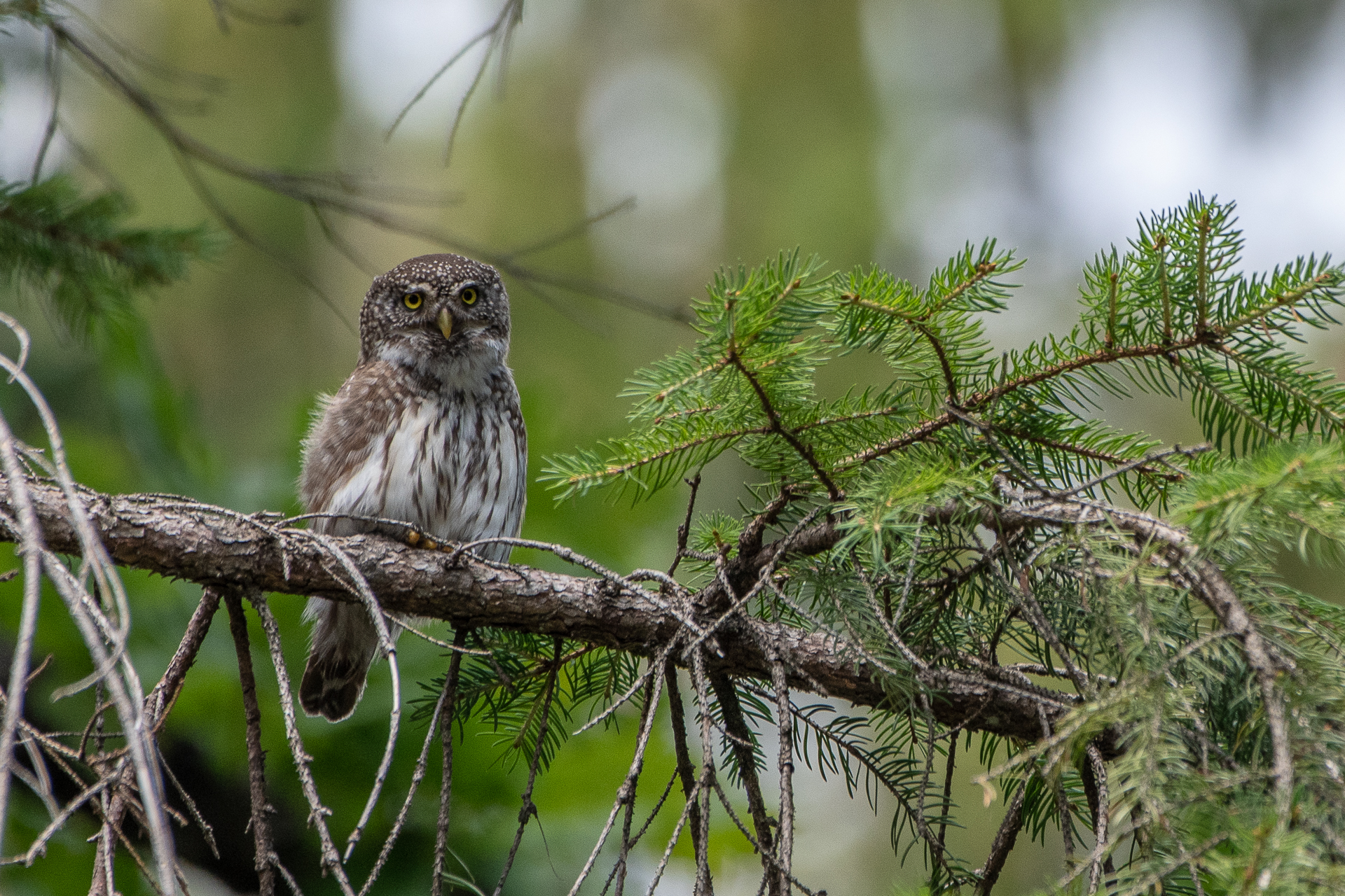Dwarf Owl