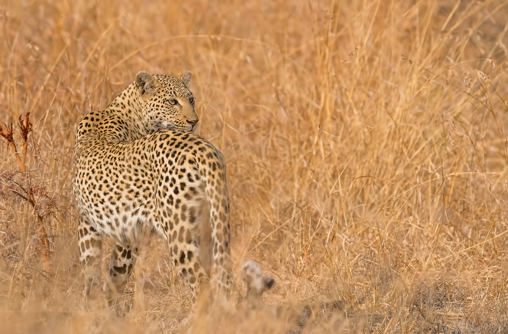 Presto scomparirò nell'erba d'oro