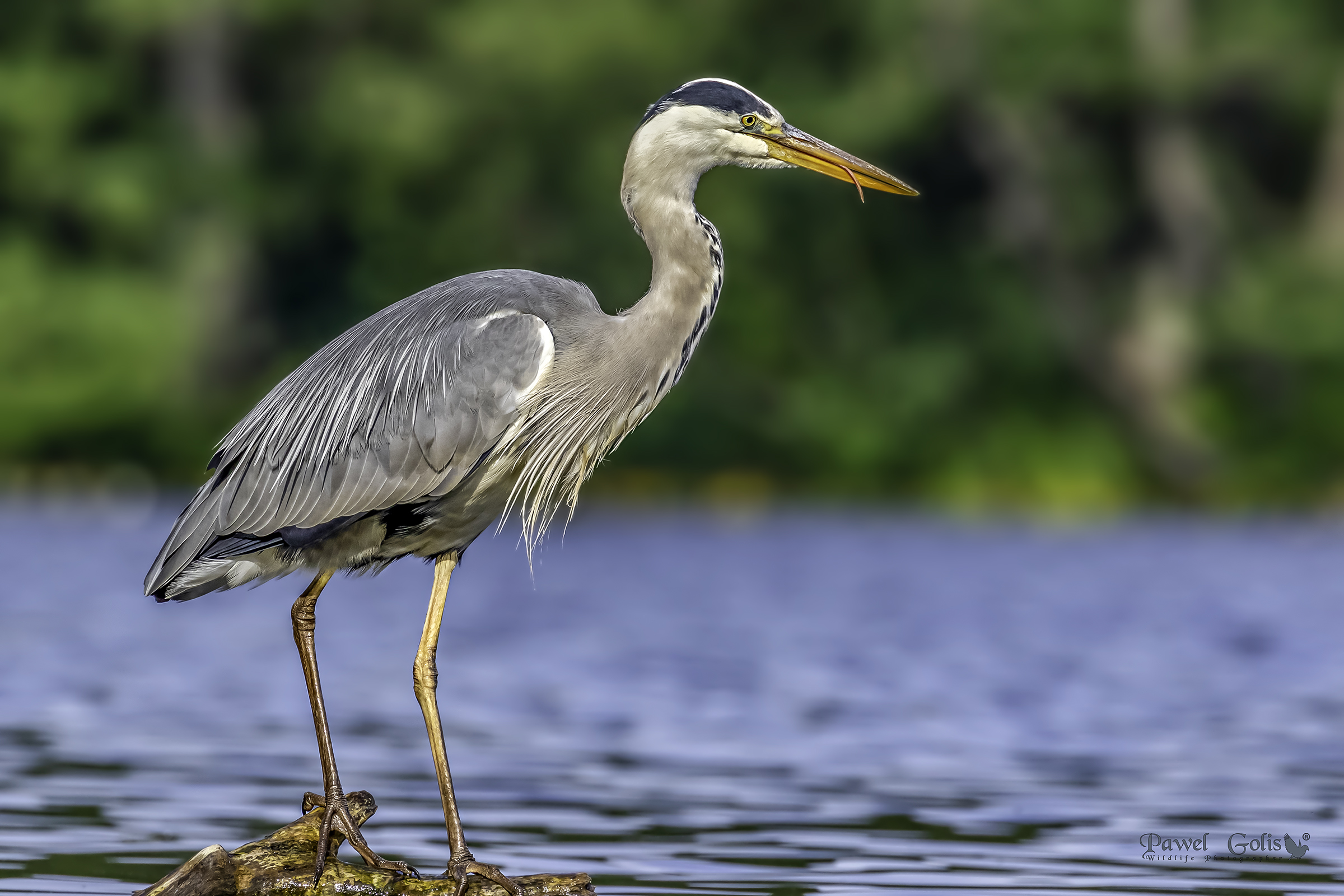 Aironi grigi (Ardea cinerea)
