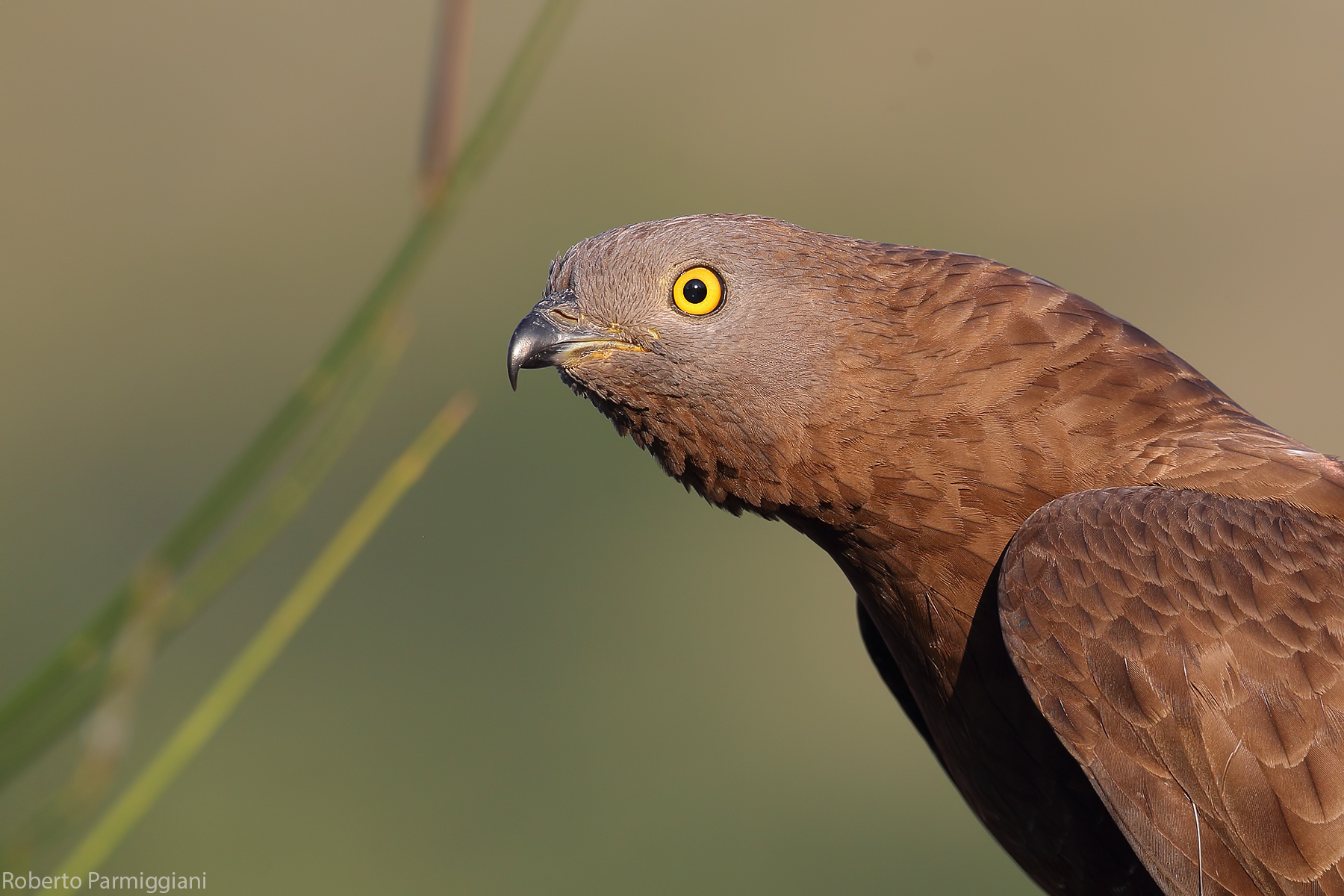 Falco speckling super close up